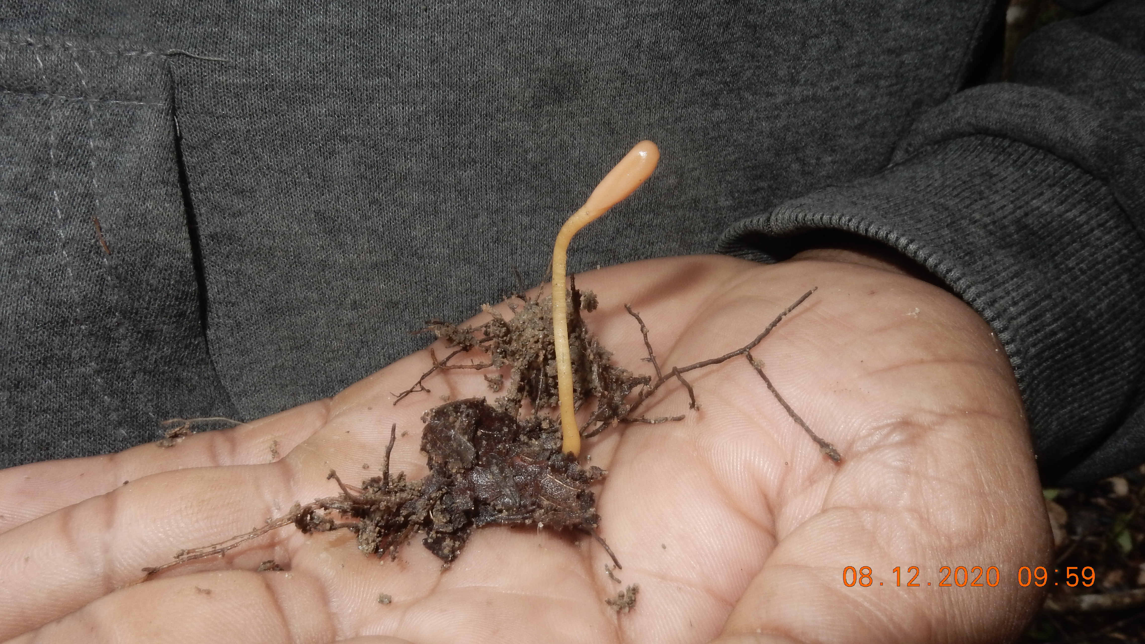 <i>Microglossum popovkinii</i>