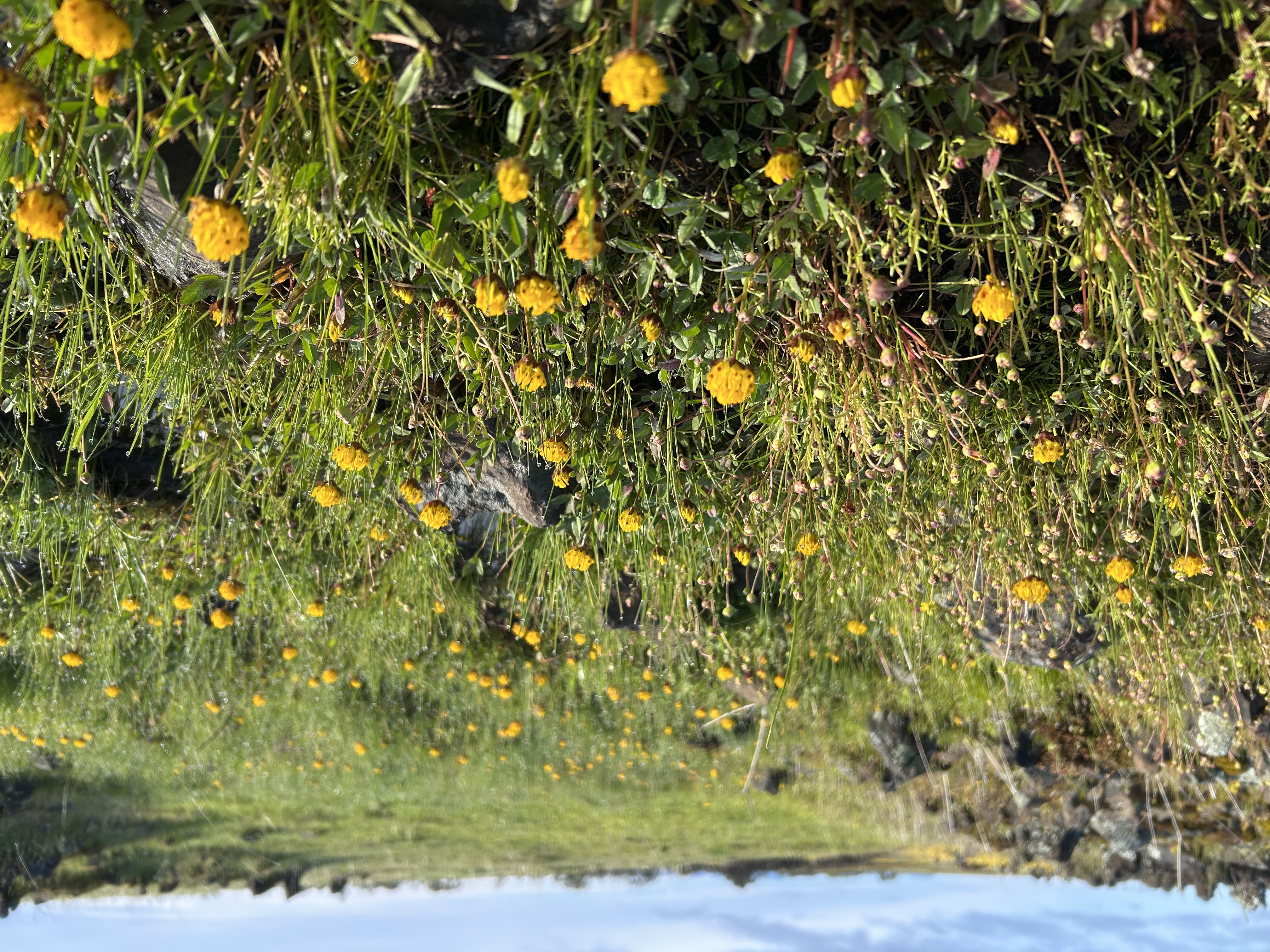 <i>Trifolium jokerstii</i>; Butte County Golden Clover