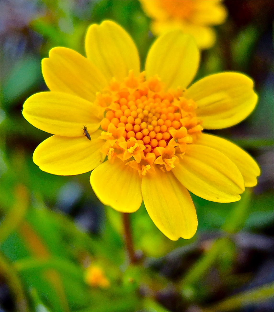 <i>Lasthenia californica ssp. californica</i>