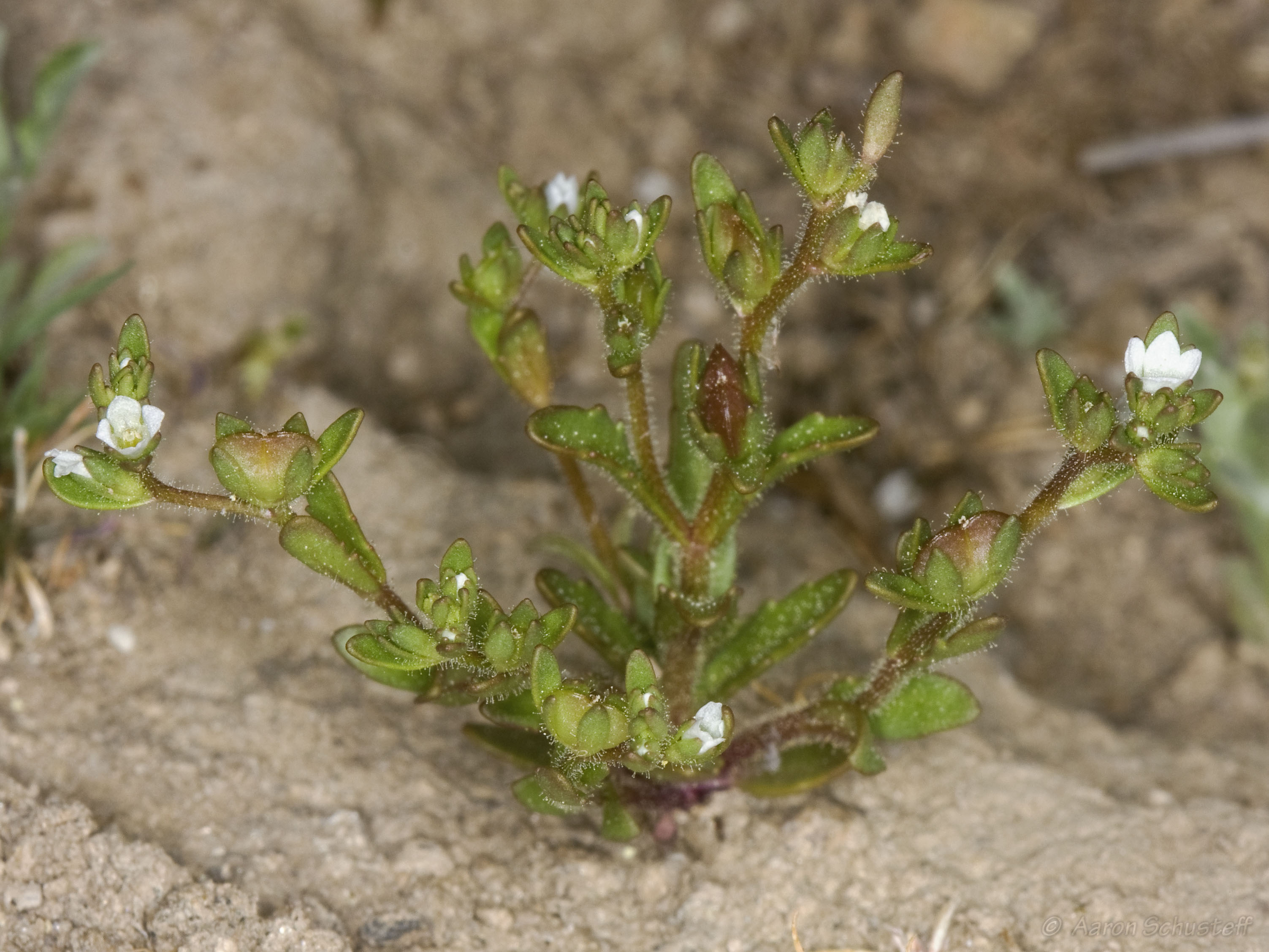 <i>Veronica peregrina ssp. xalapensis</i>