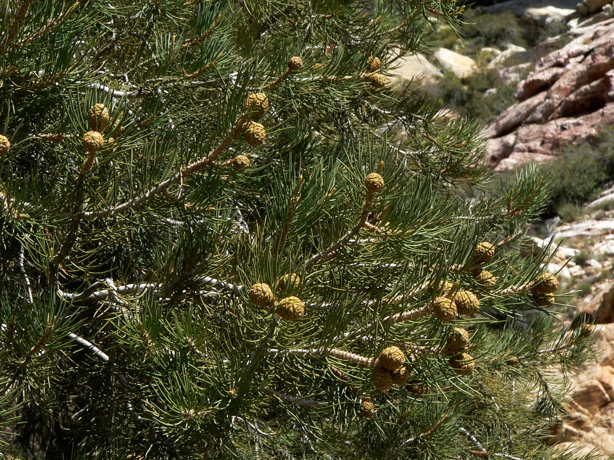 <i>Pinus monophylla</i>; Singleleaf Pinyon Pine
