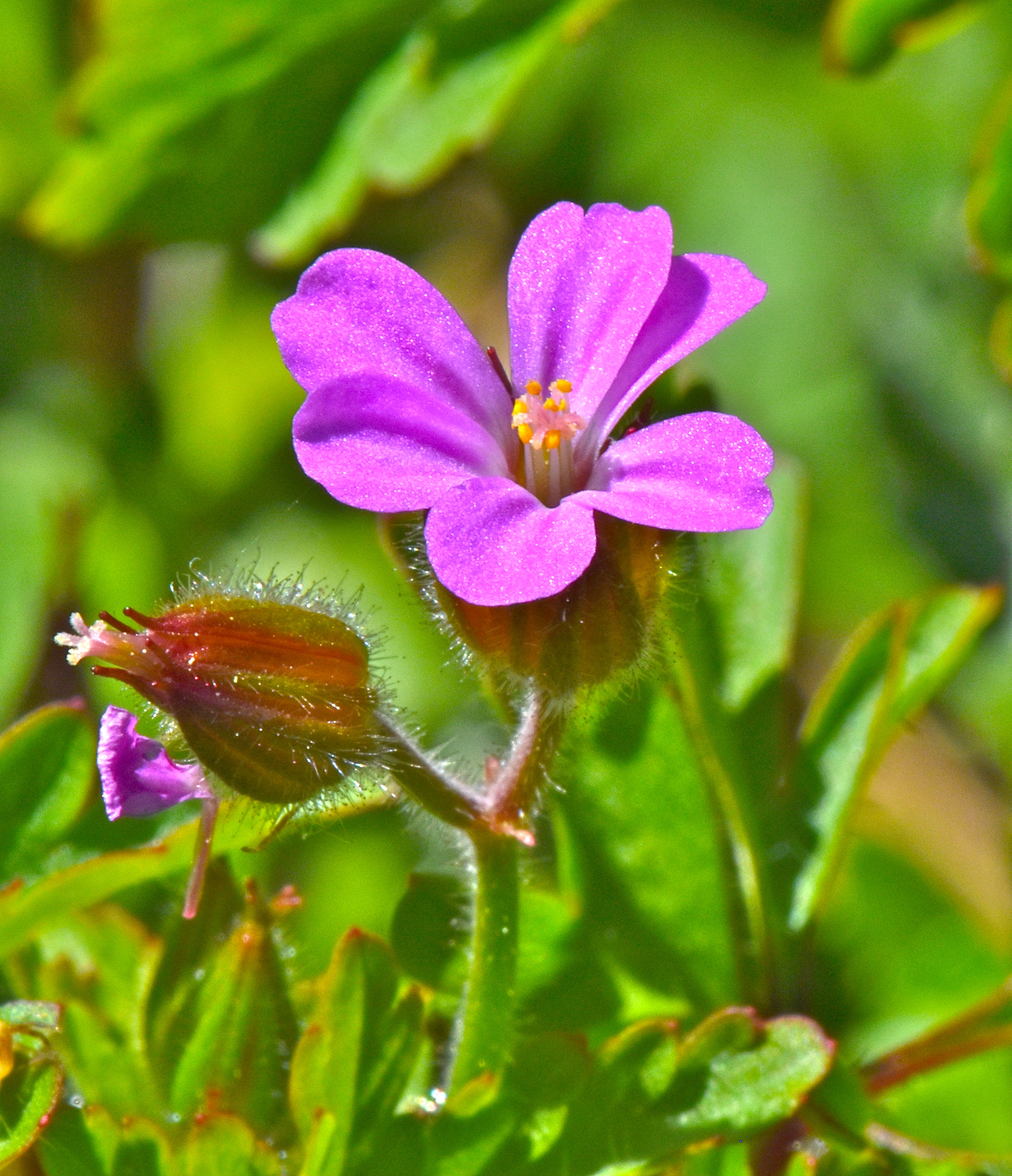<i>Geranium purpureum</i>