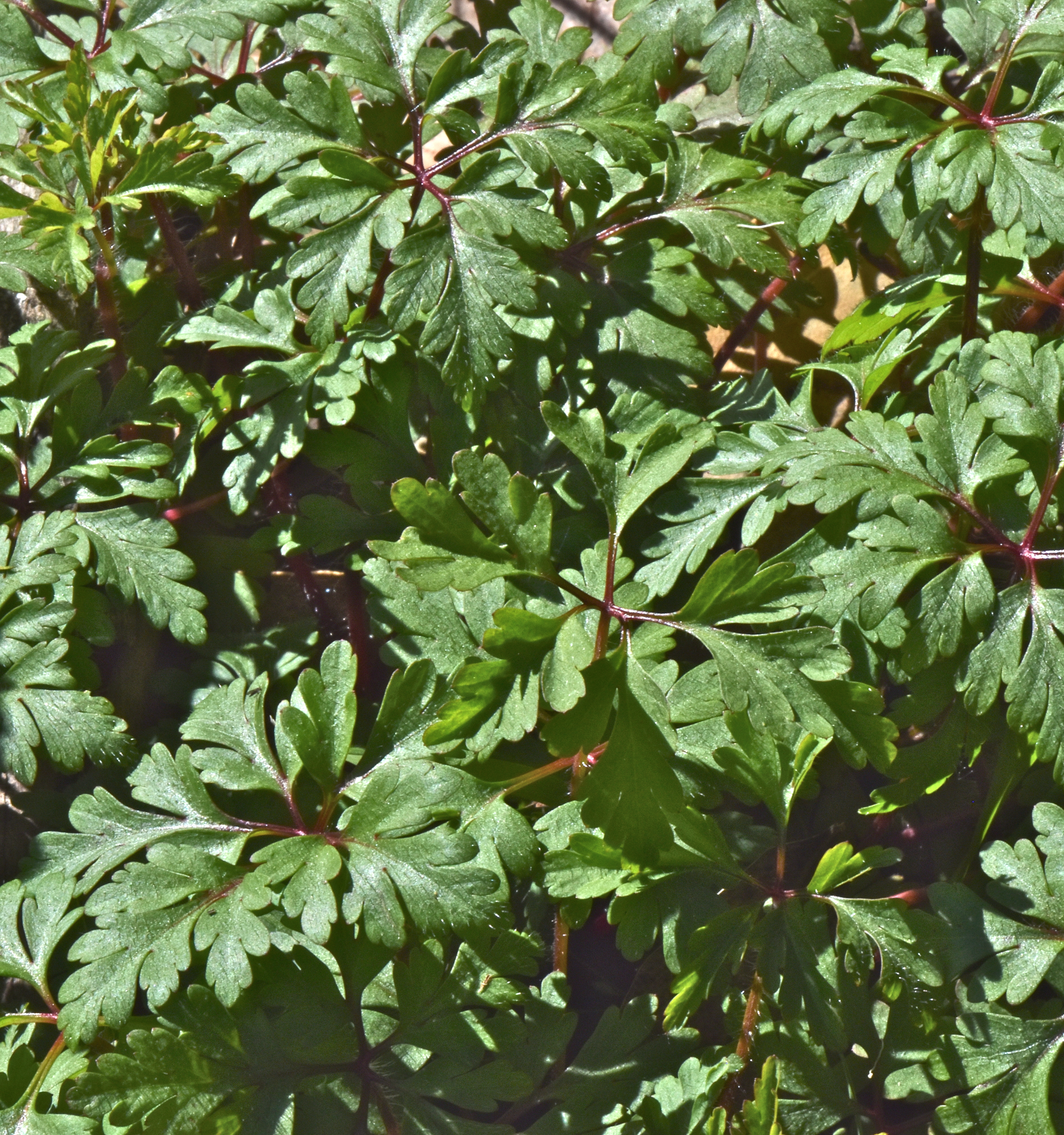 <i>Geranium purpureum</i>