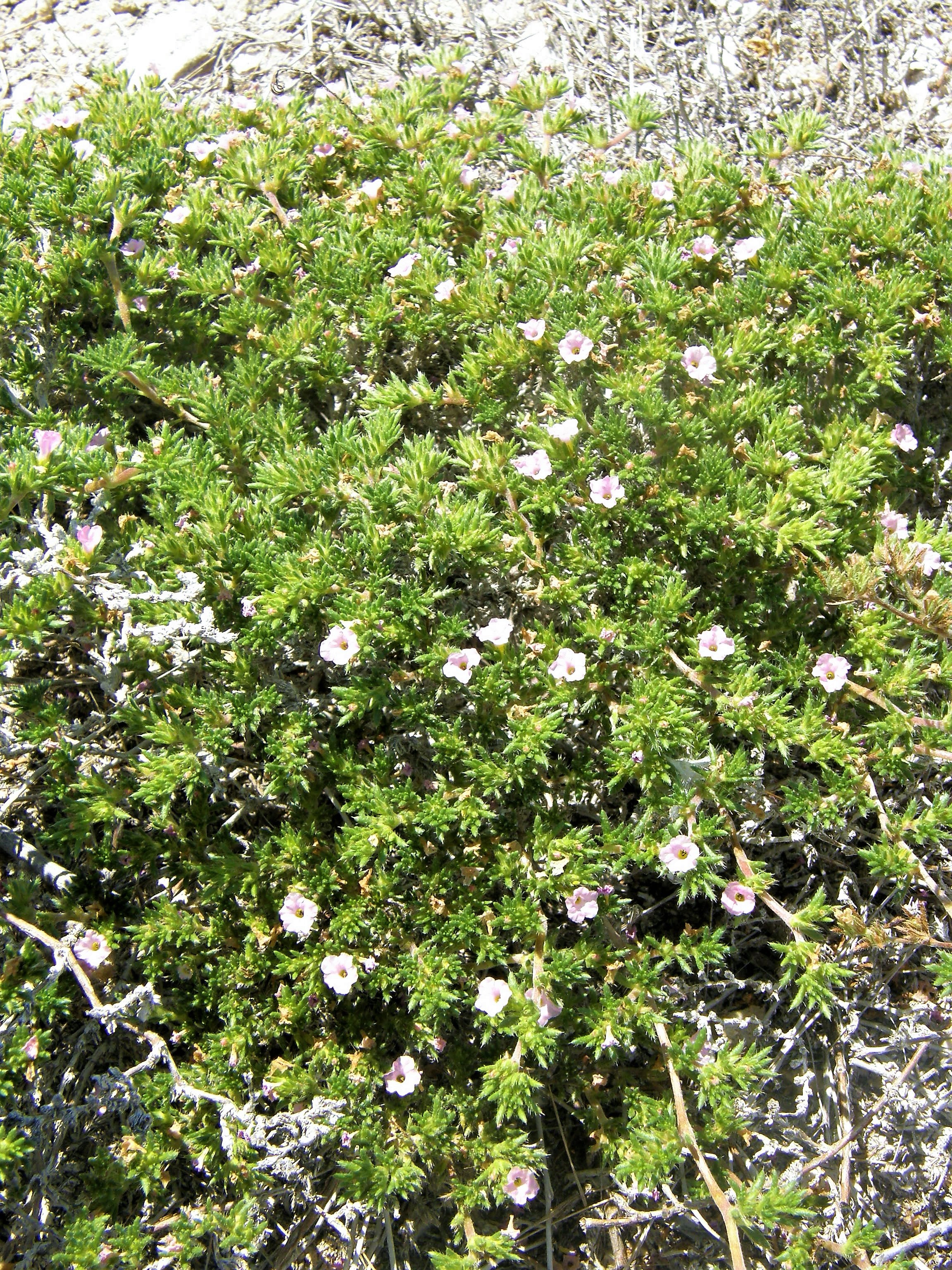 <i>Tiquilia hispidissima</i>; Hairy Crinklemat