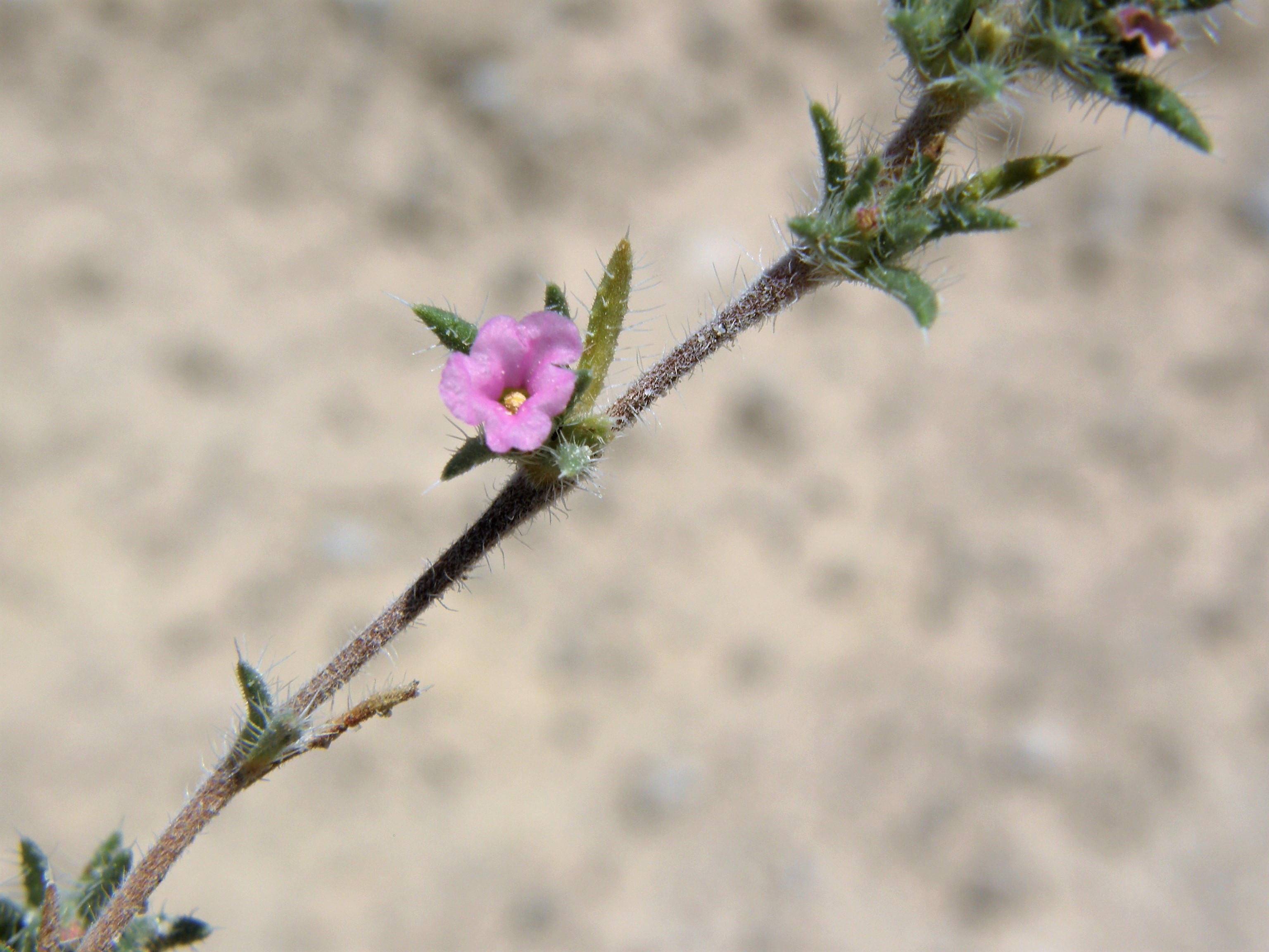 <i>Tiquilia hispidissima</i>; Hairy Crinklemat