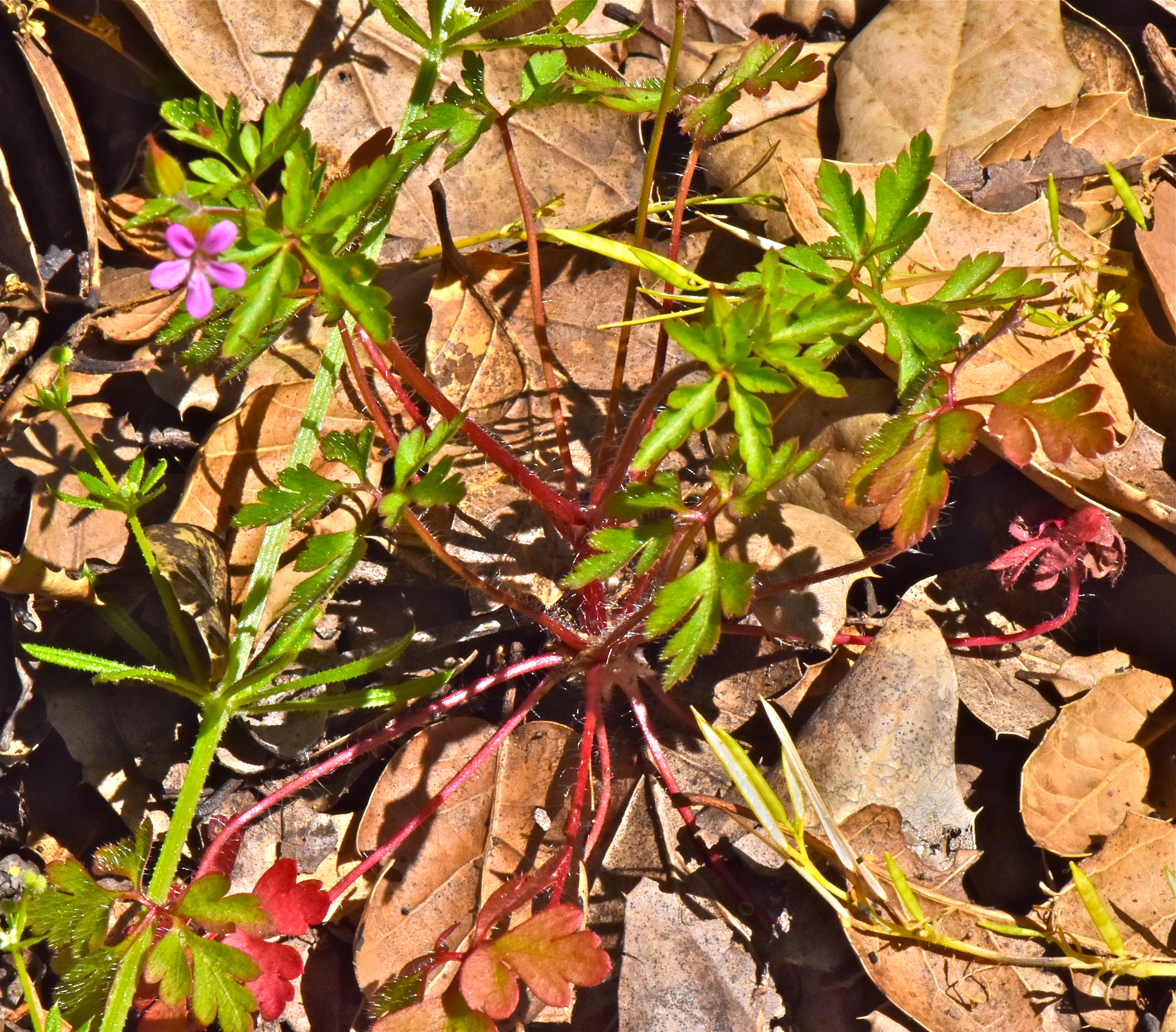 <i>Geranium purpureum</i>