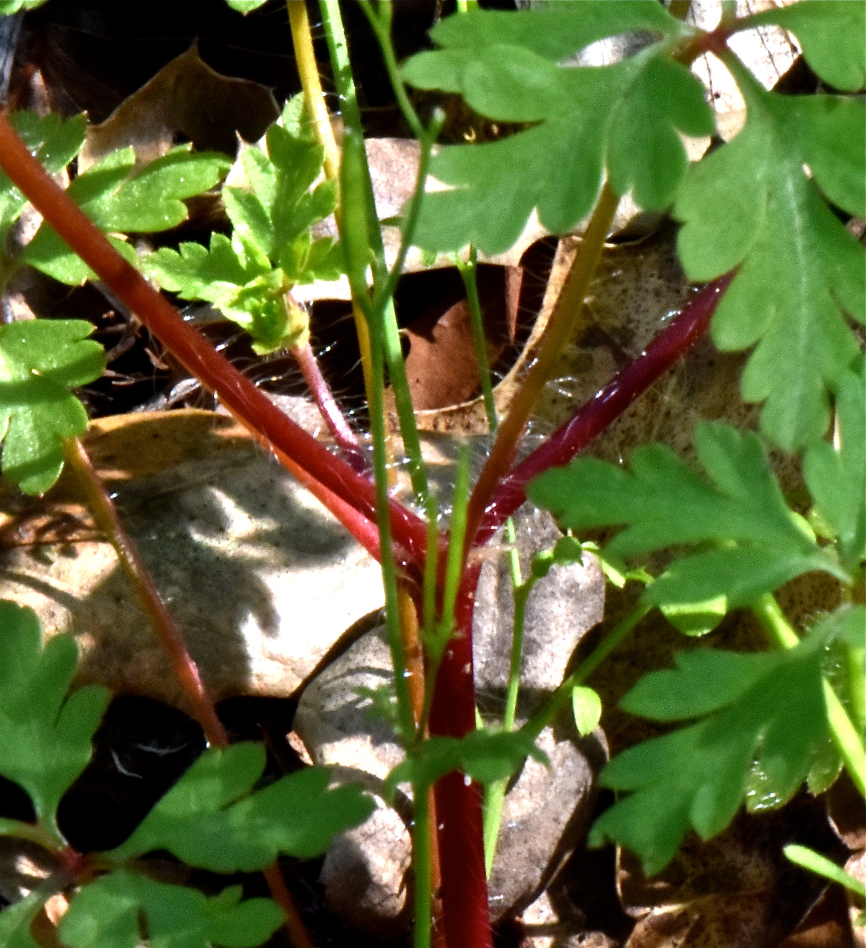 <i>Geranium purpureum</i>