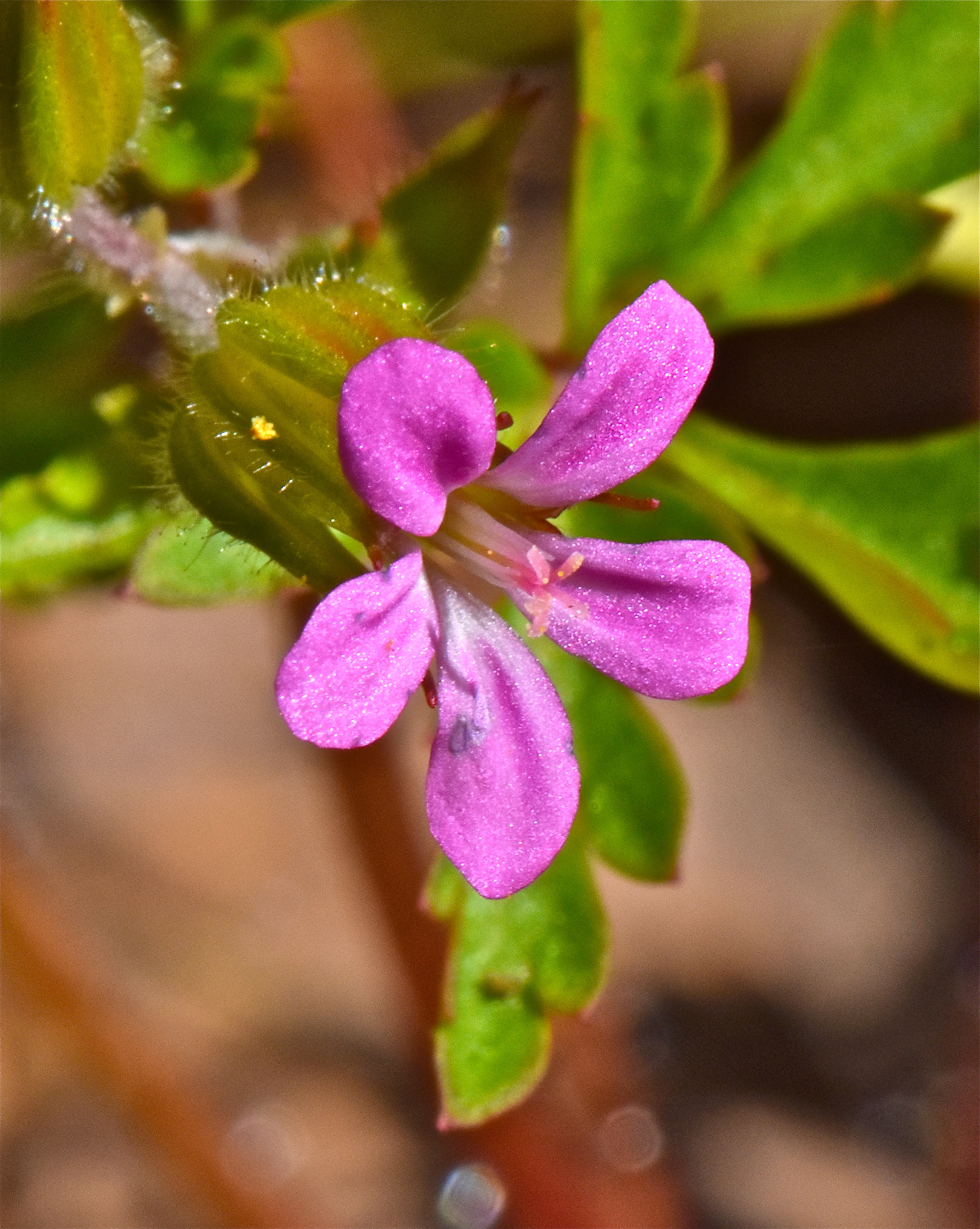 <i>Geranium purpureum</i>