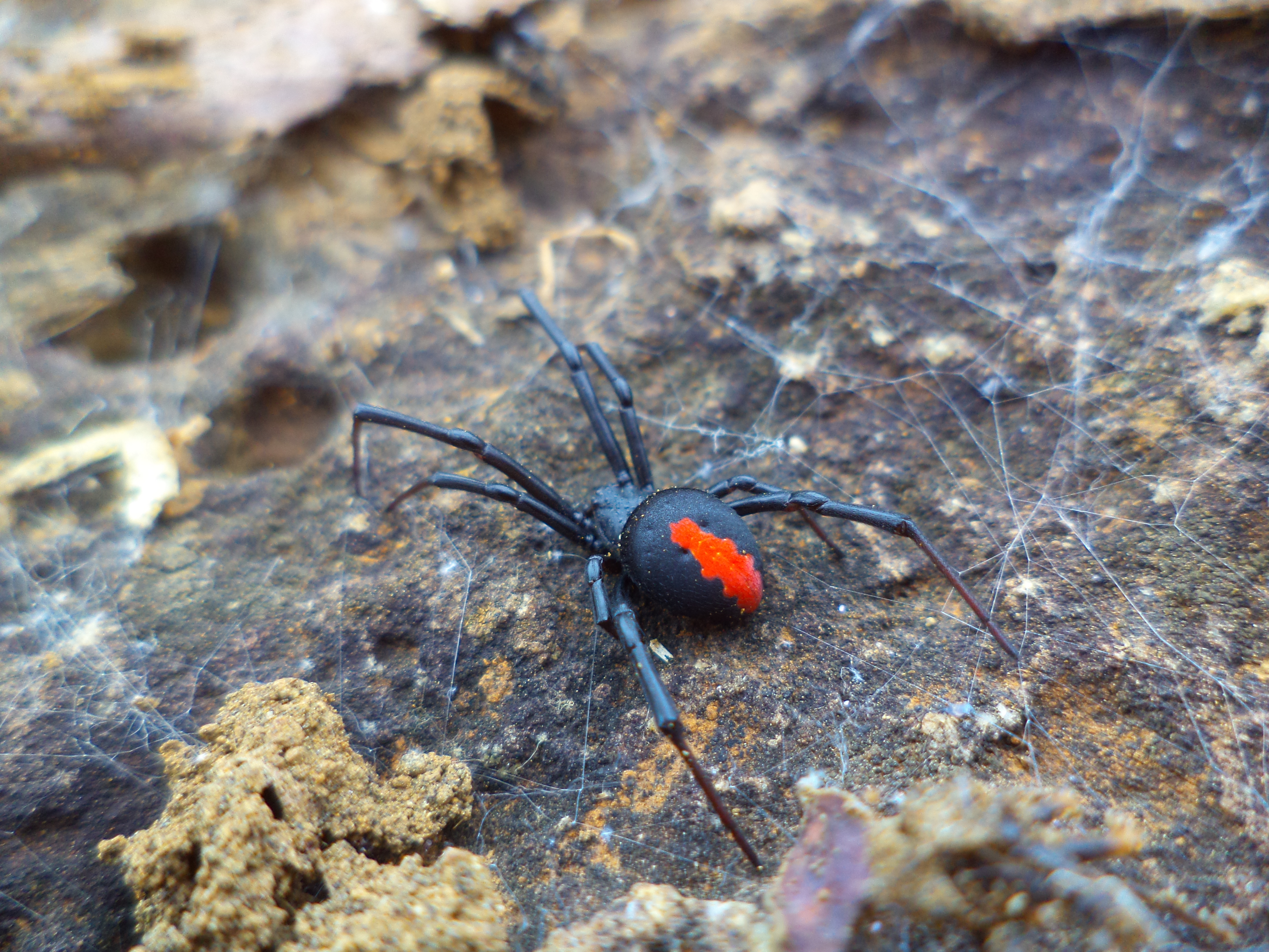 <i>Latrodectus hasselti</i>; Red Back Spider