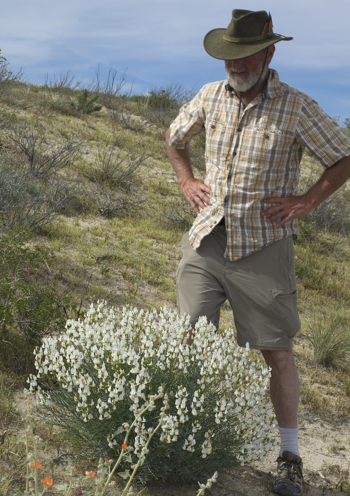 <i>Astragalus pachypus var. pachypus</i>; Bush Milkvetch
