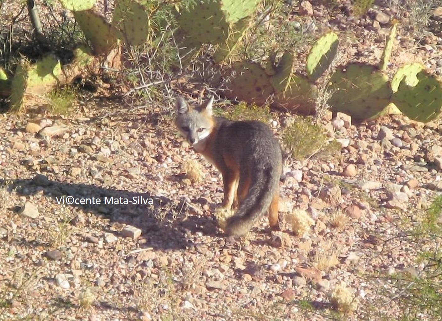 <i>Urocyon cinereoargenteus</i>; Gray Fox