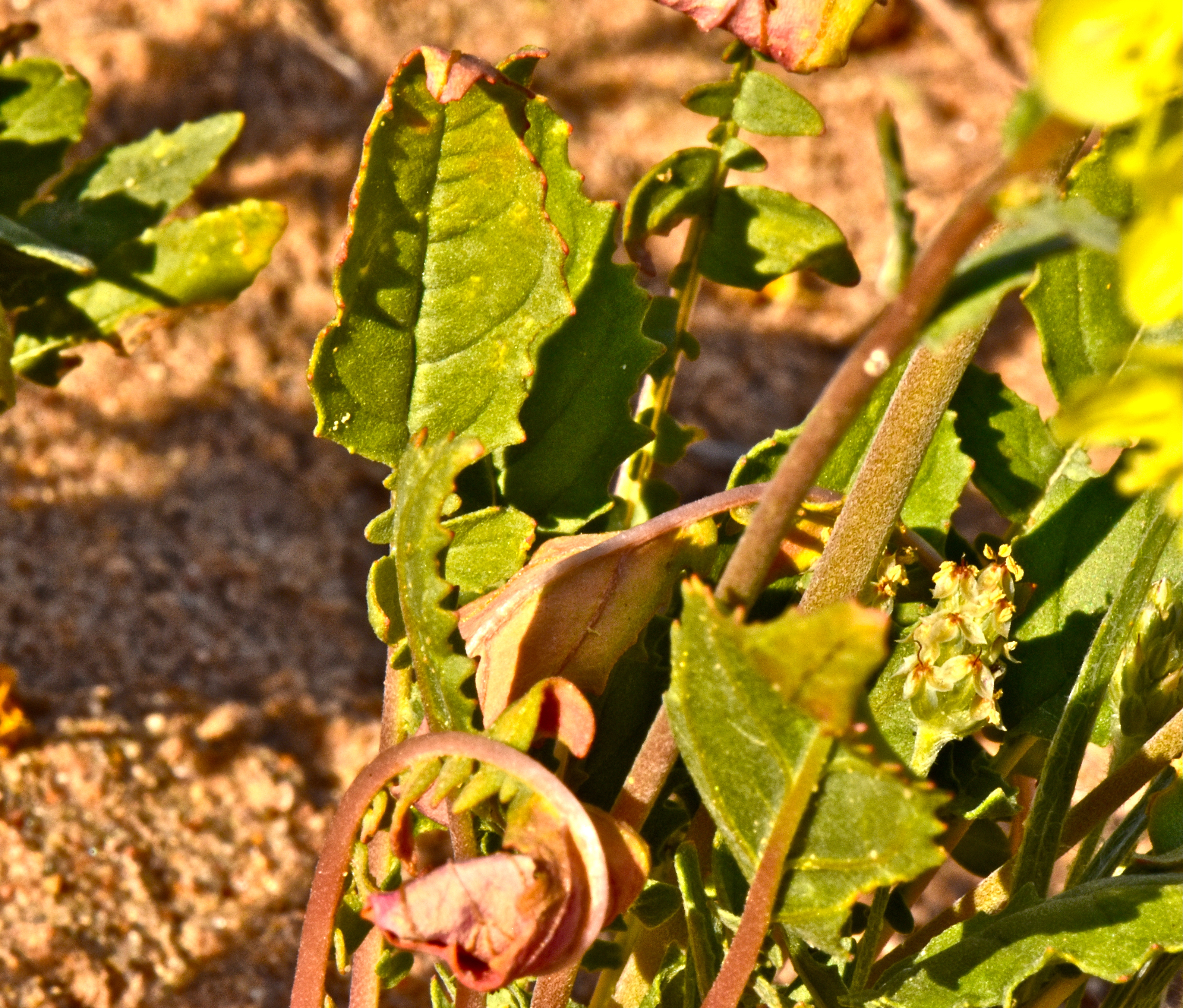 <i>Chylismia claviformis ssp. yumae</i>
