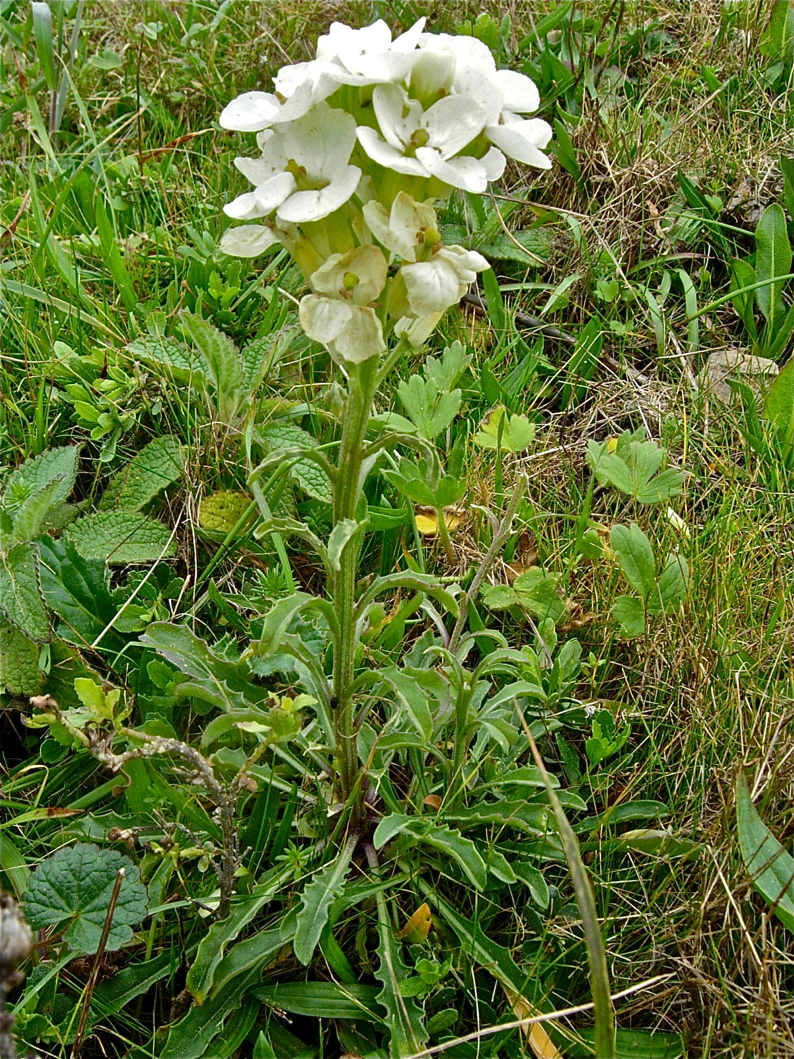 <i>Erysimum concinnum</i>