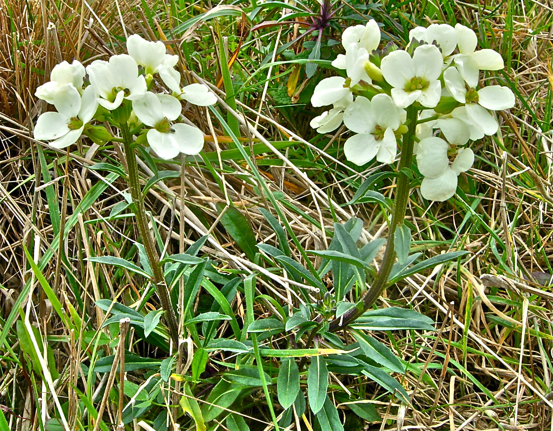 <i>Erysimum concinnum</i>