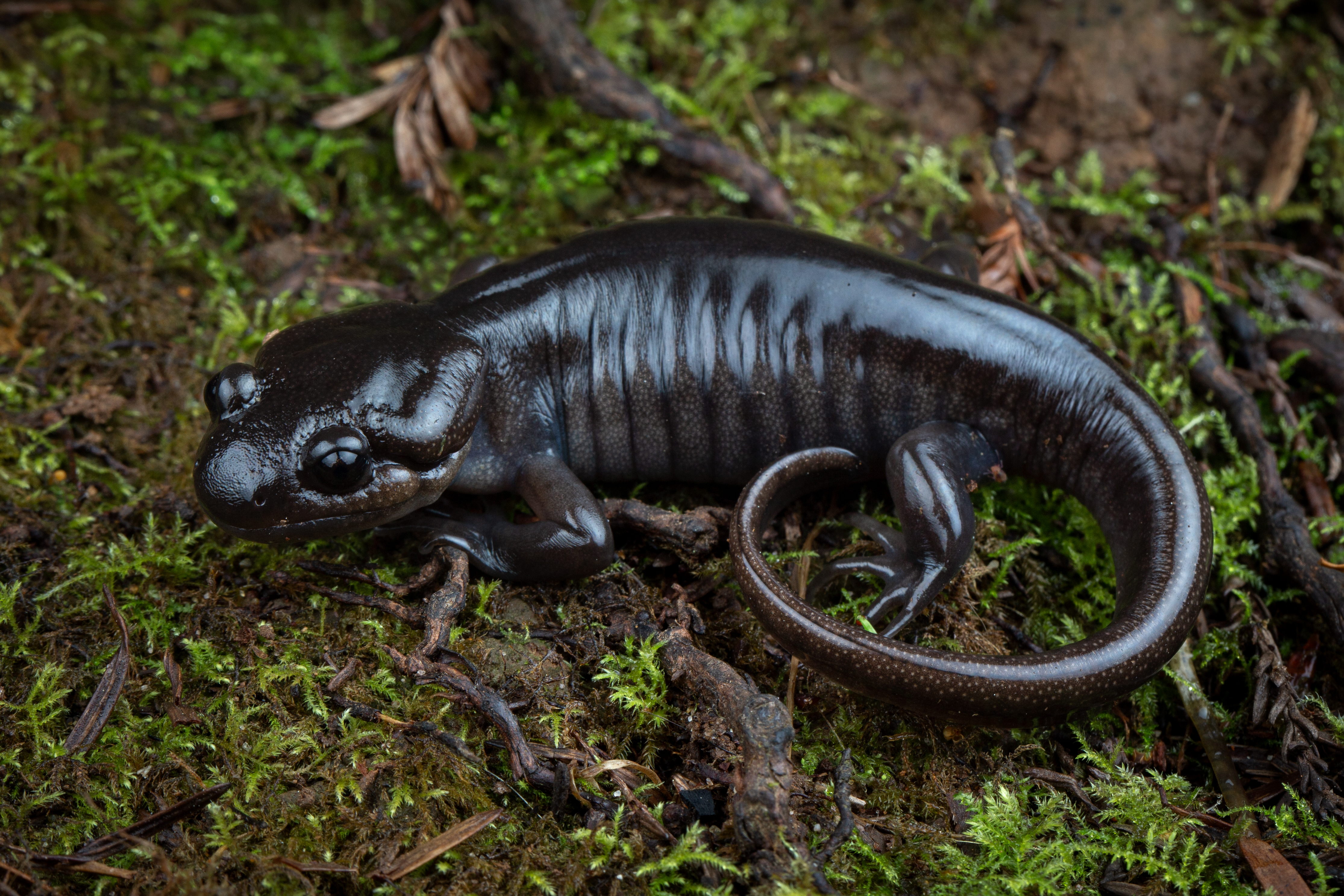 <i>Ambystoma gracile</i>; Northwestern Salamander