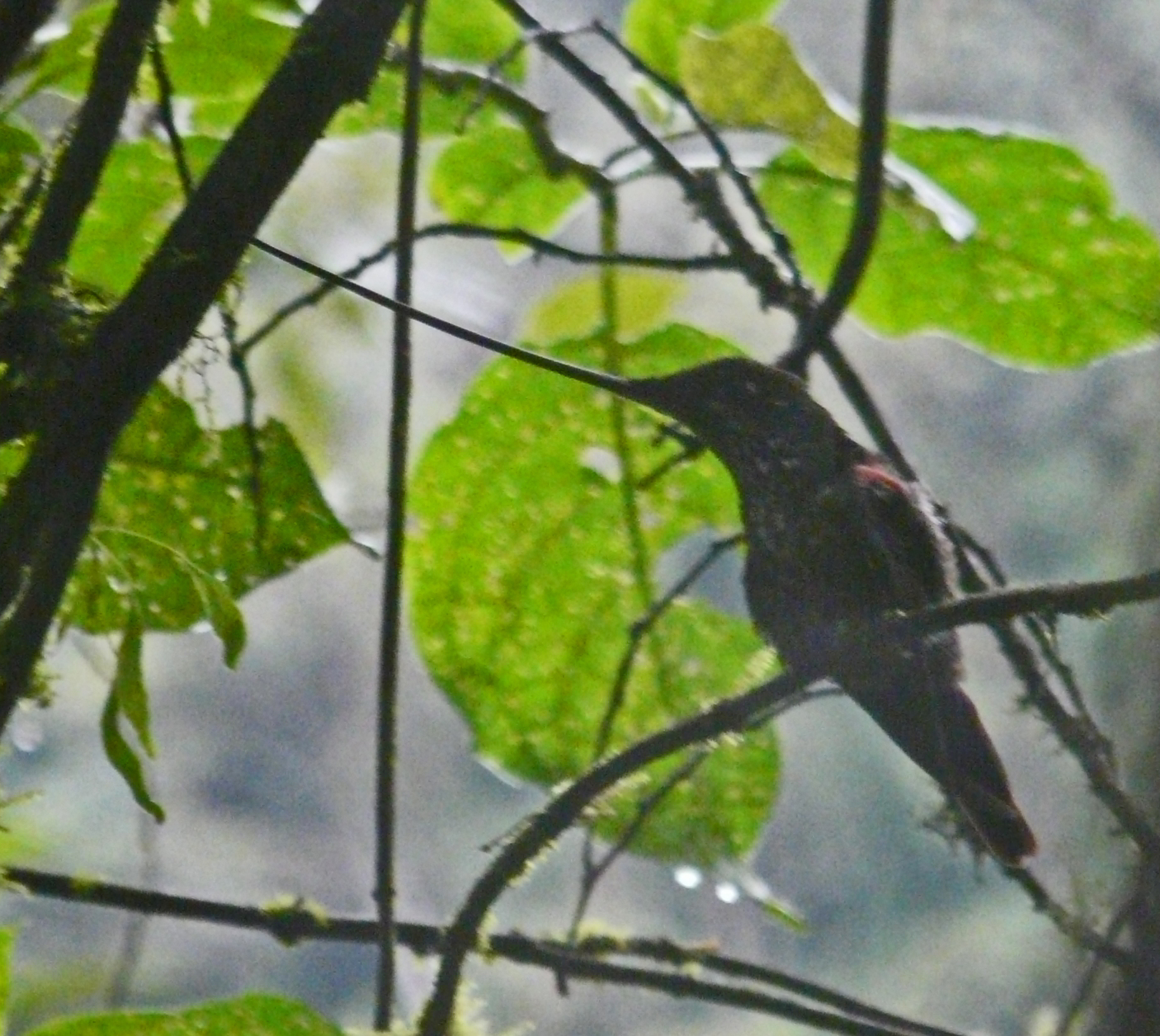 <i>Ensifera ensifera</i>; Sword-billed Hummingbird