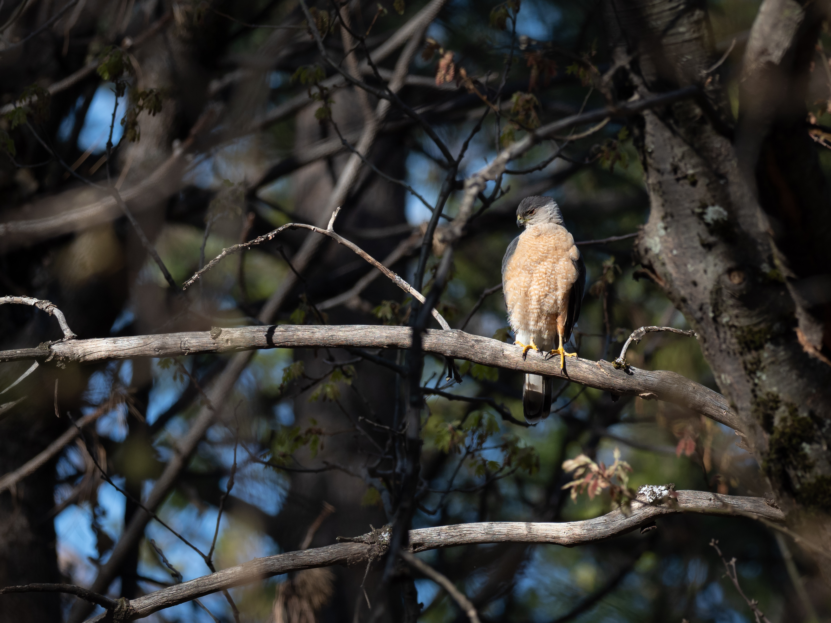 <i>Accipiter cooperii</i>; Cooper's Hawk