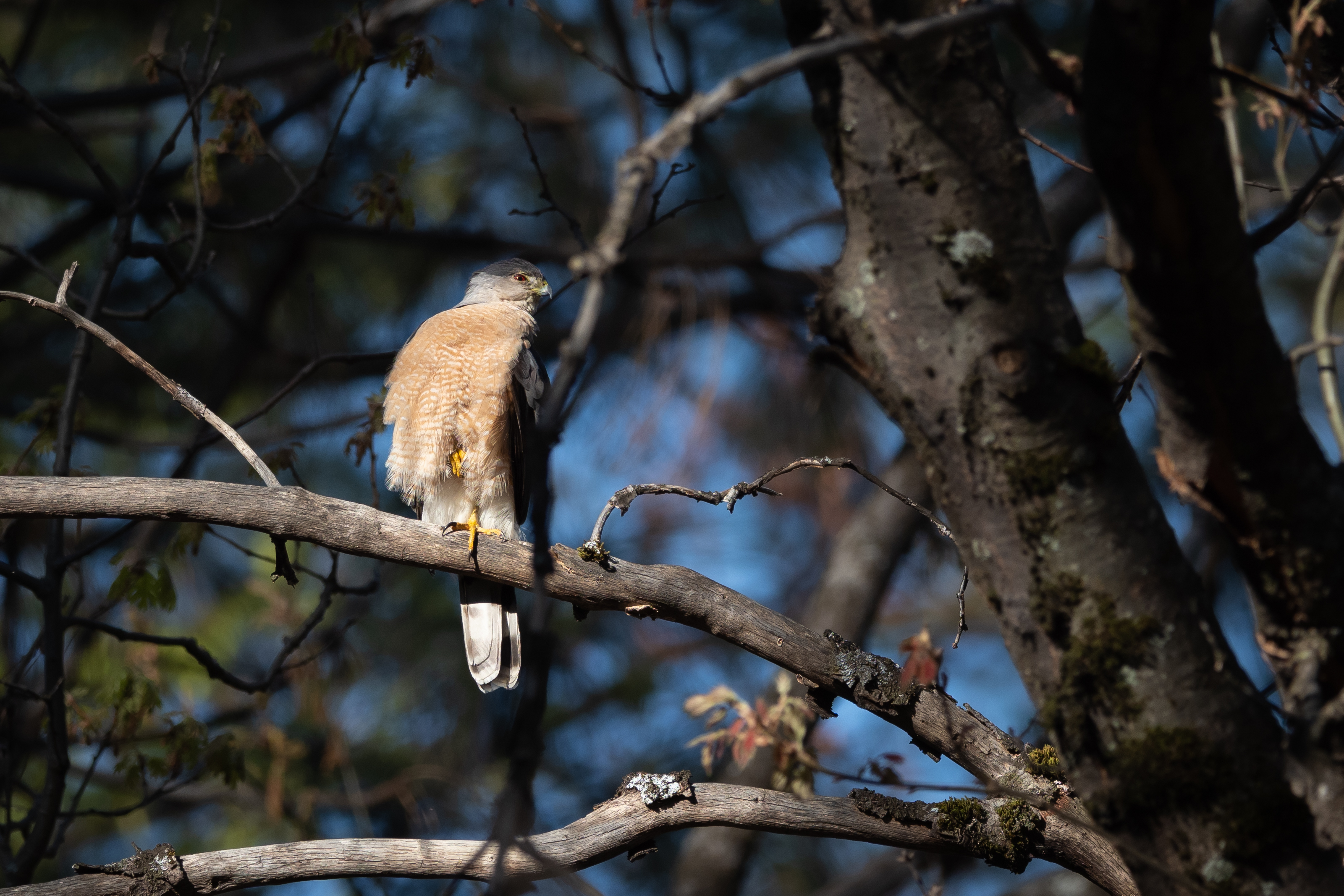 <i>Accipiter cooperii</i>; Cooper's Hawk