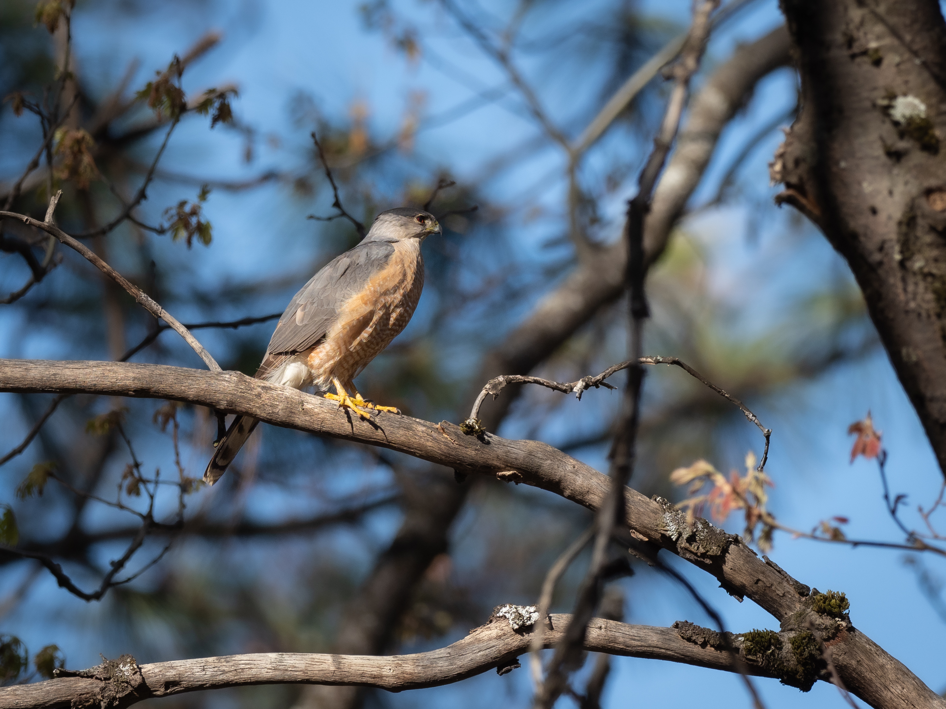 <i>Accipiter cooperii</i>; Cooper's Hawk