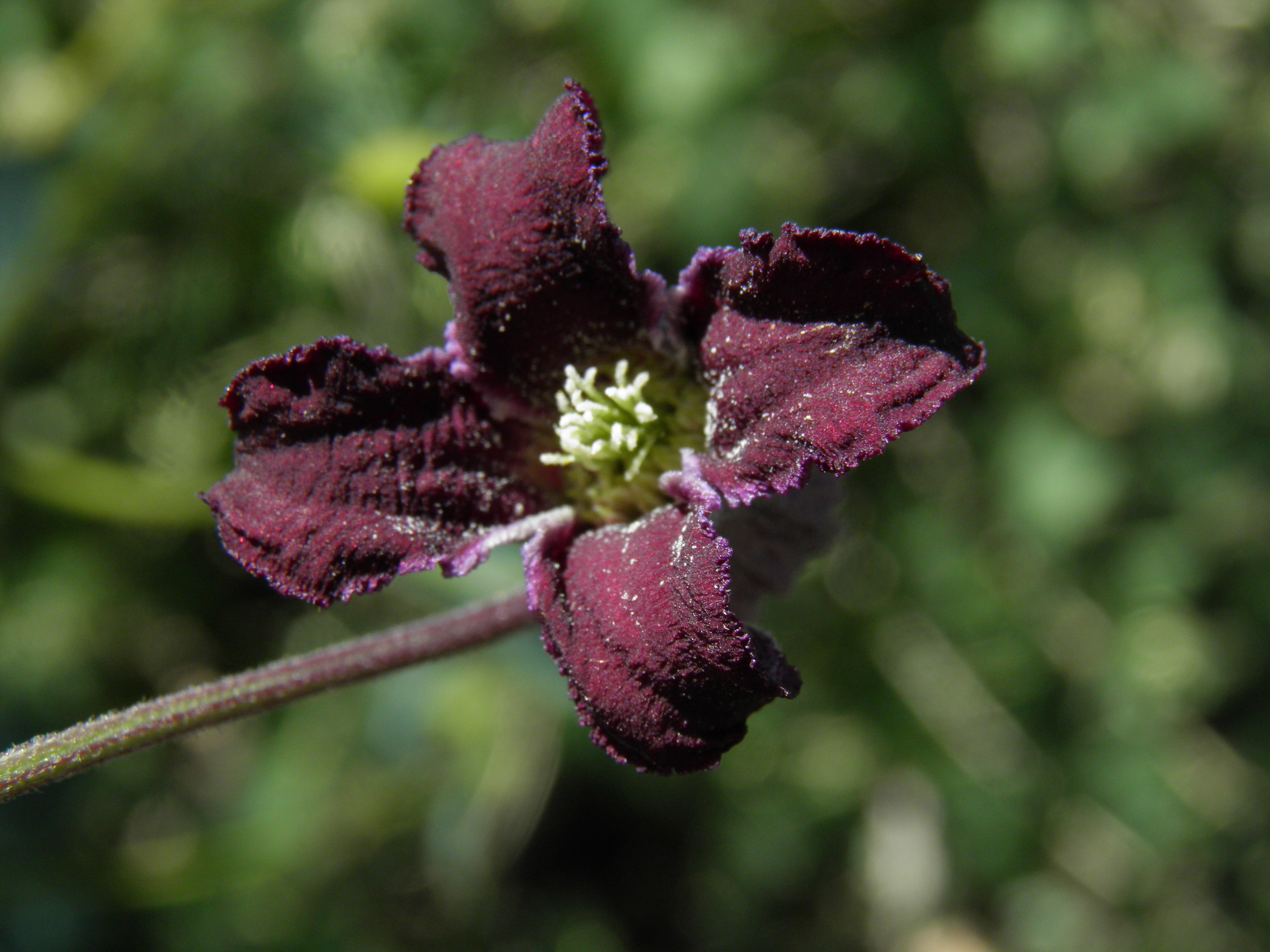 <i>Clematis pitcheri</i>; Purple Leatherflower
