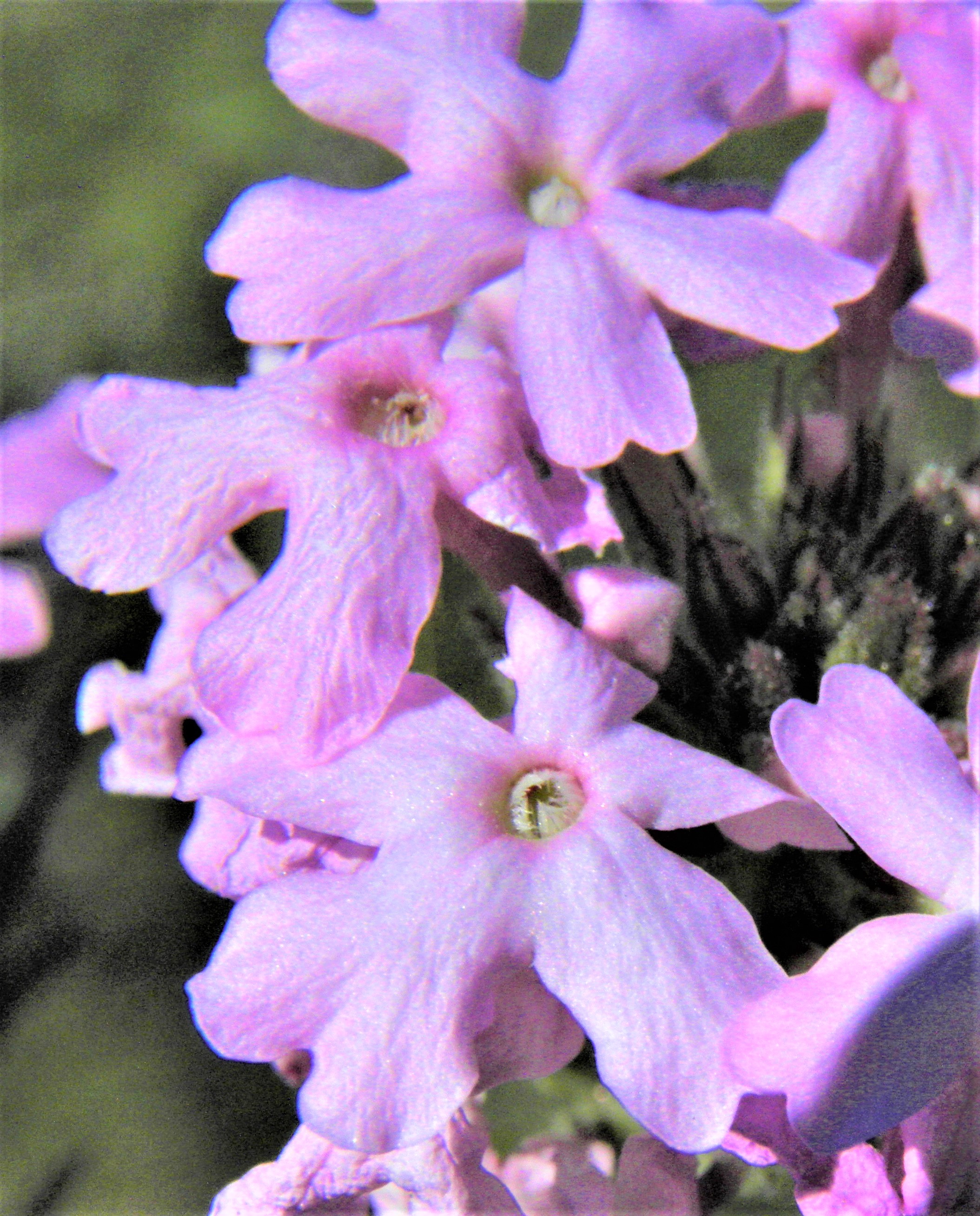 <i>Glandularia pubera</i>; Davis Mountains Verbena