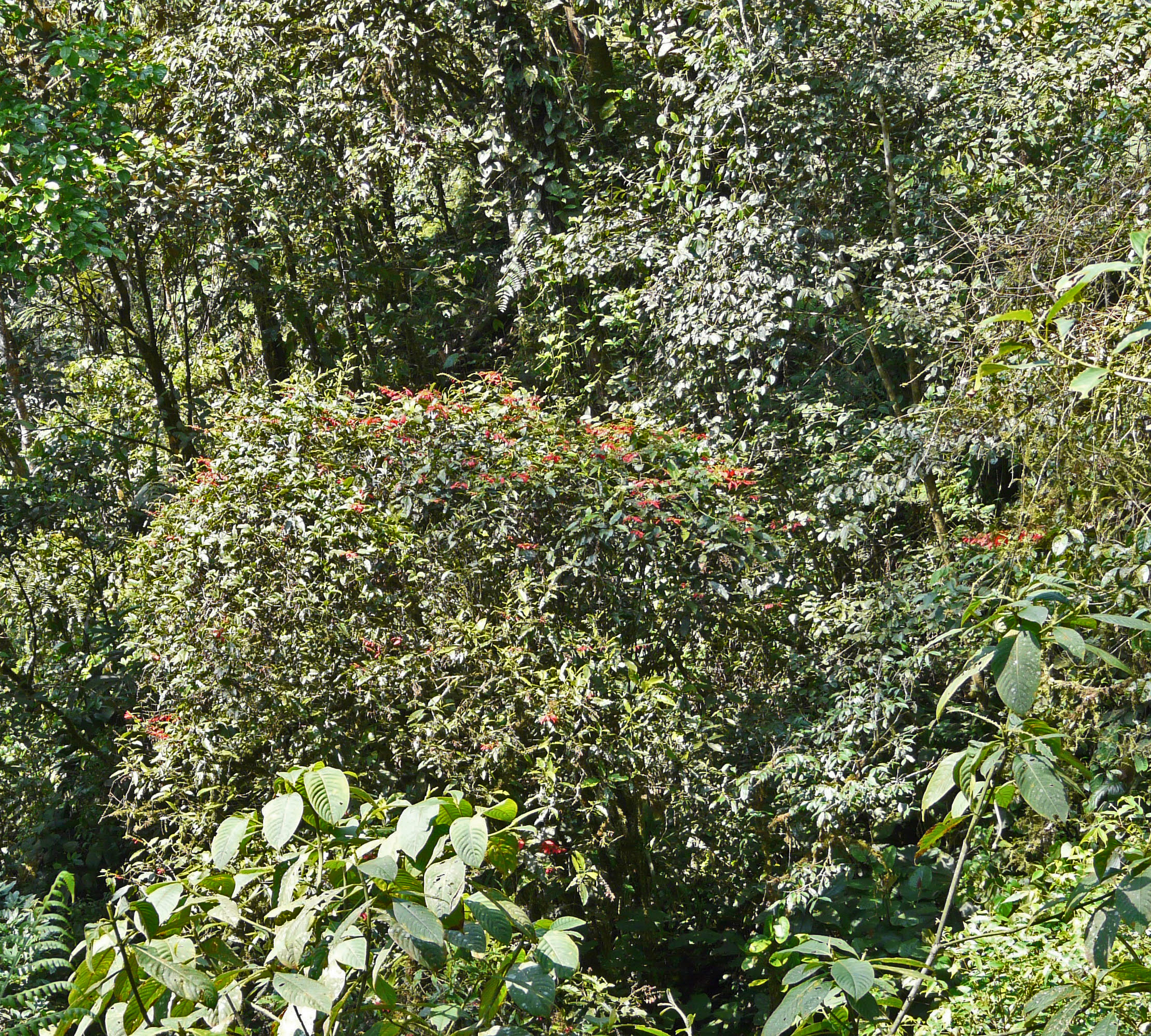 Podocarpus National Park, El Oro, Ecuador
