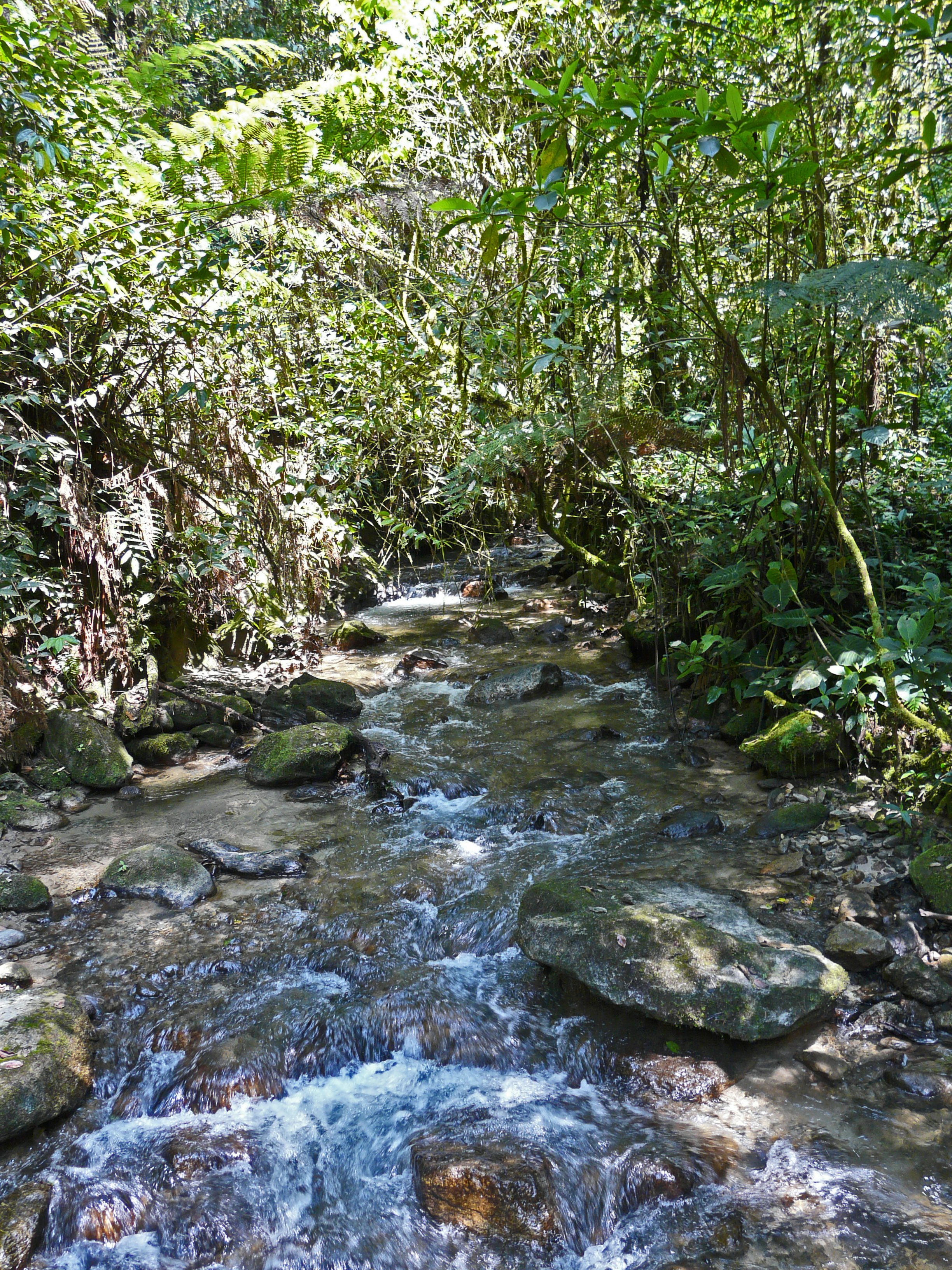 Podocarpus National Park, El Oro, Ecuador