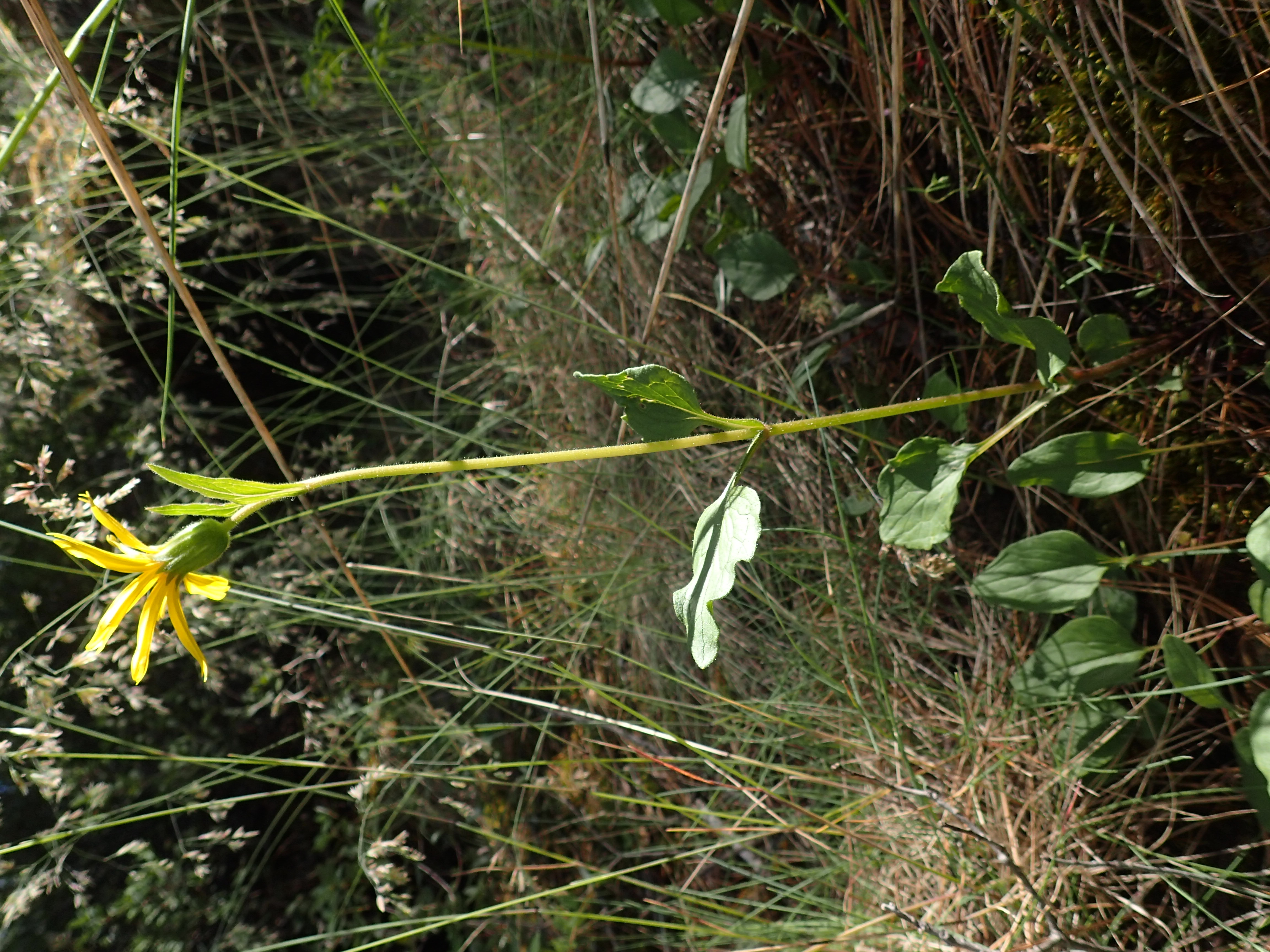 <i>Arnica cernua</i>; Serpentine Arnica