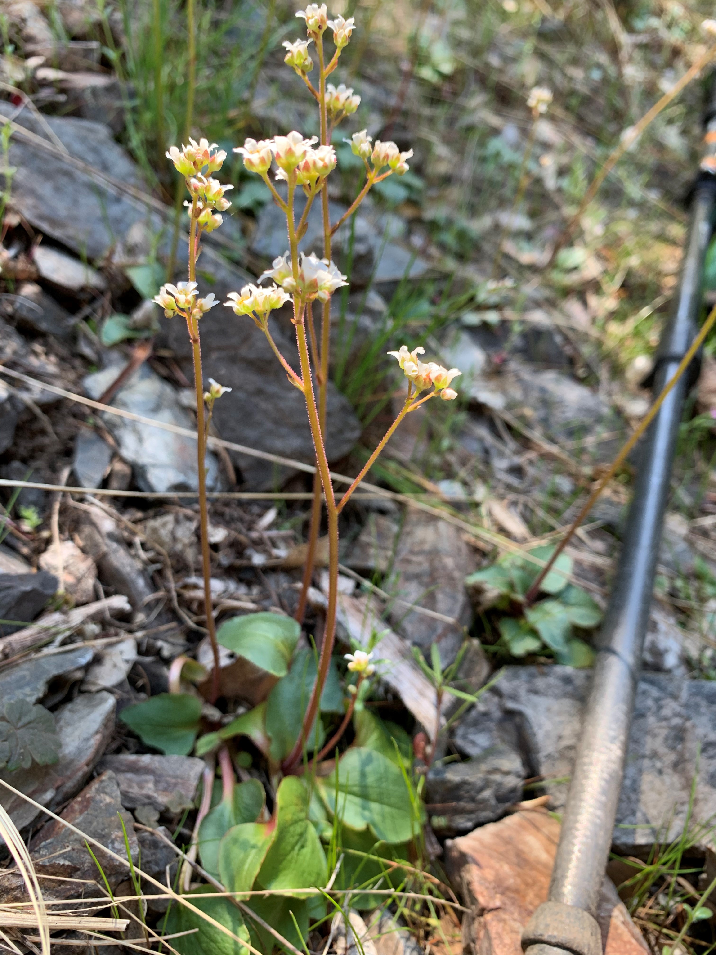 <i>Micranthes fragosa</i>; Brittle-leaved Saxifrage
