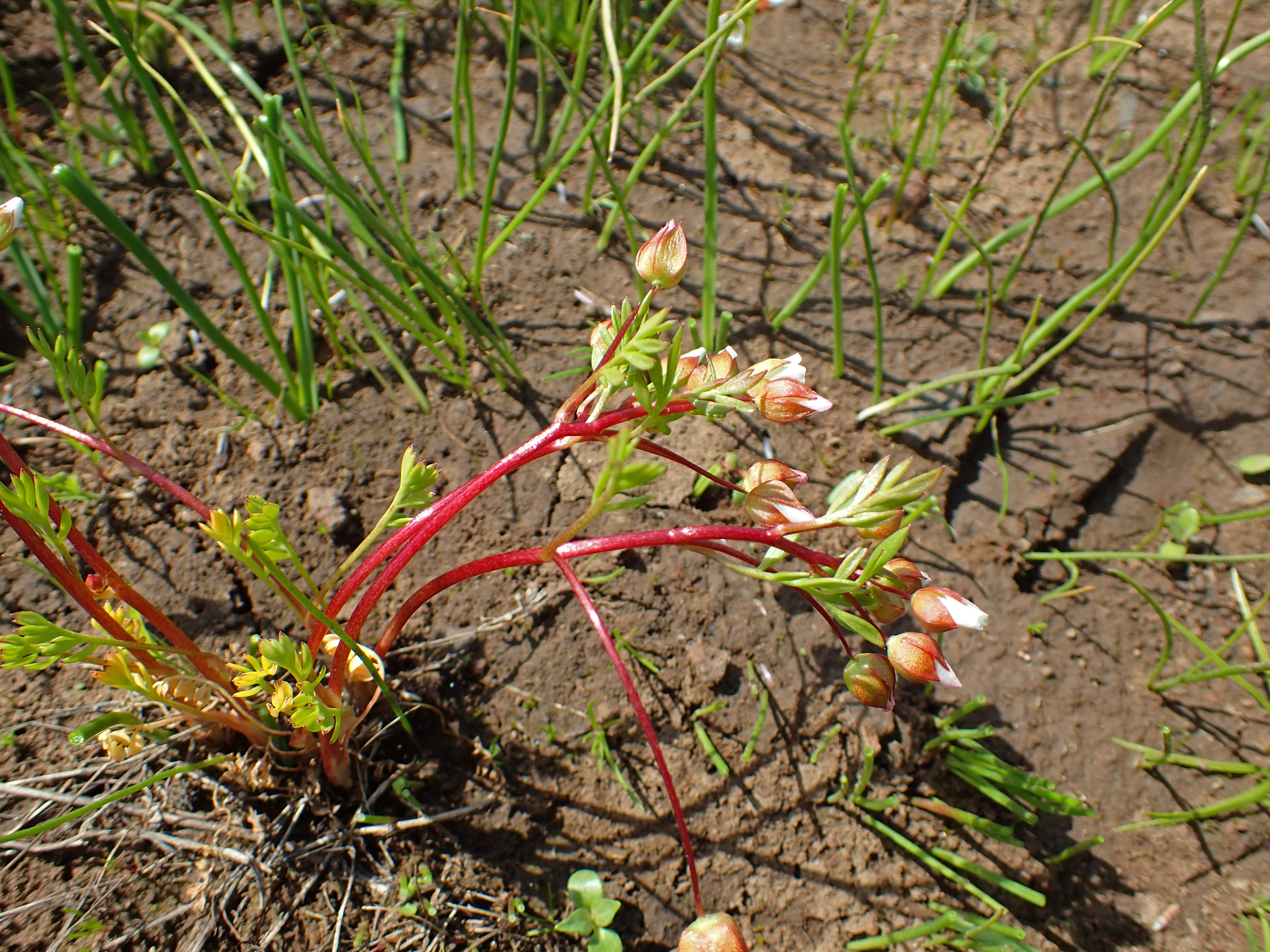 <i>Limnanthes floccosa ssp. bellingeriana</i>; Bellinger's Meadowfoam