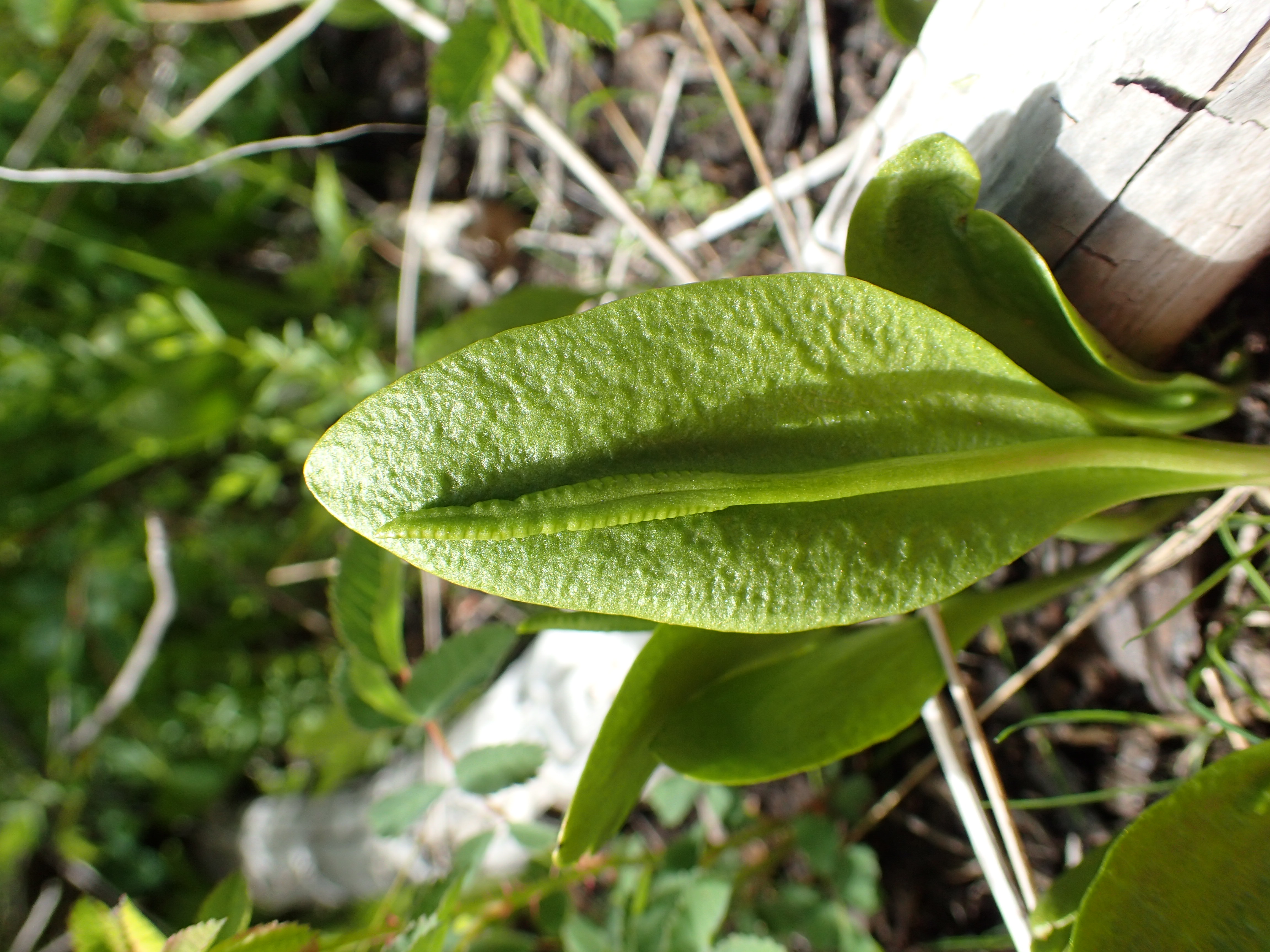 <i>Ophioglossum pusillum</i>; Northern Adderstongue