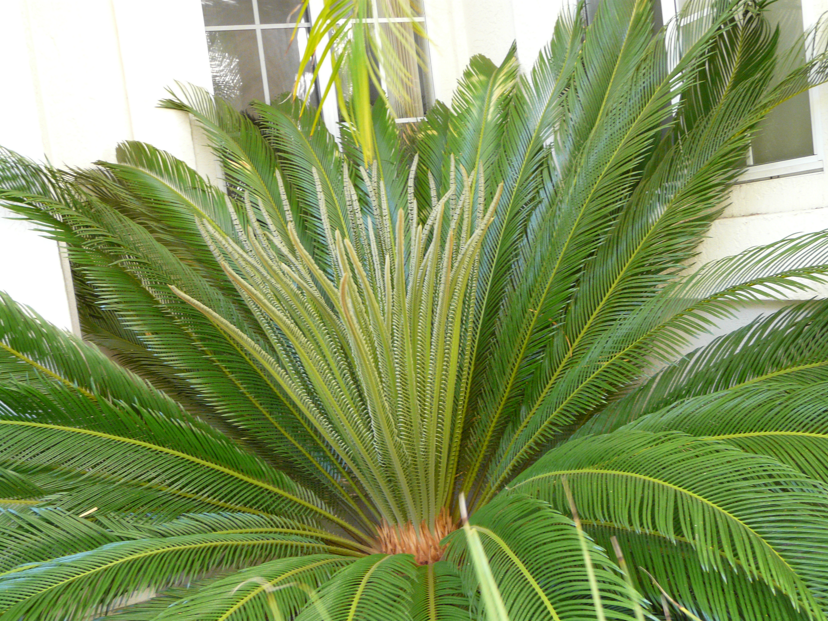 <i>Cycas revoluta</i>; Sago Palm