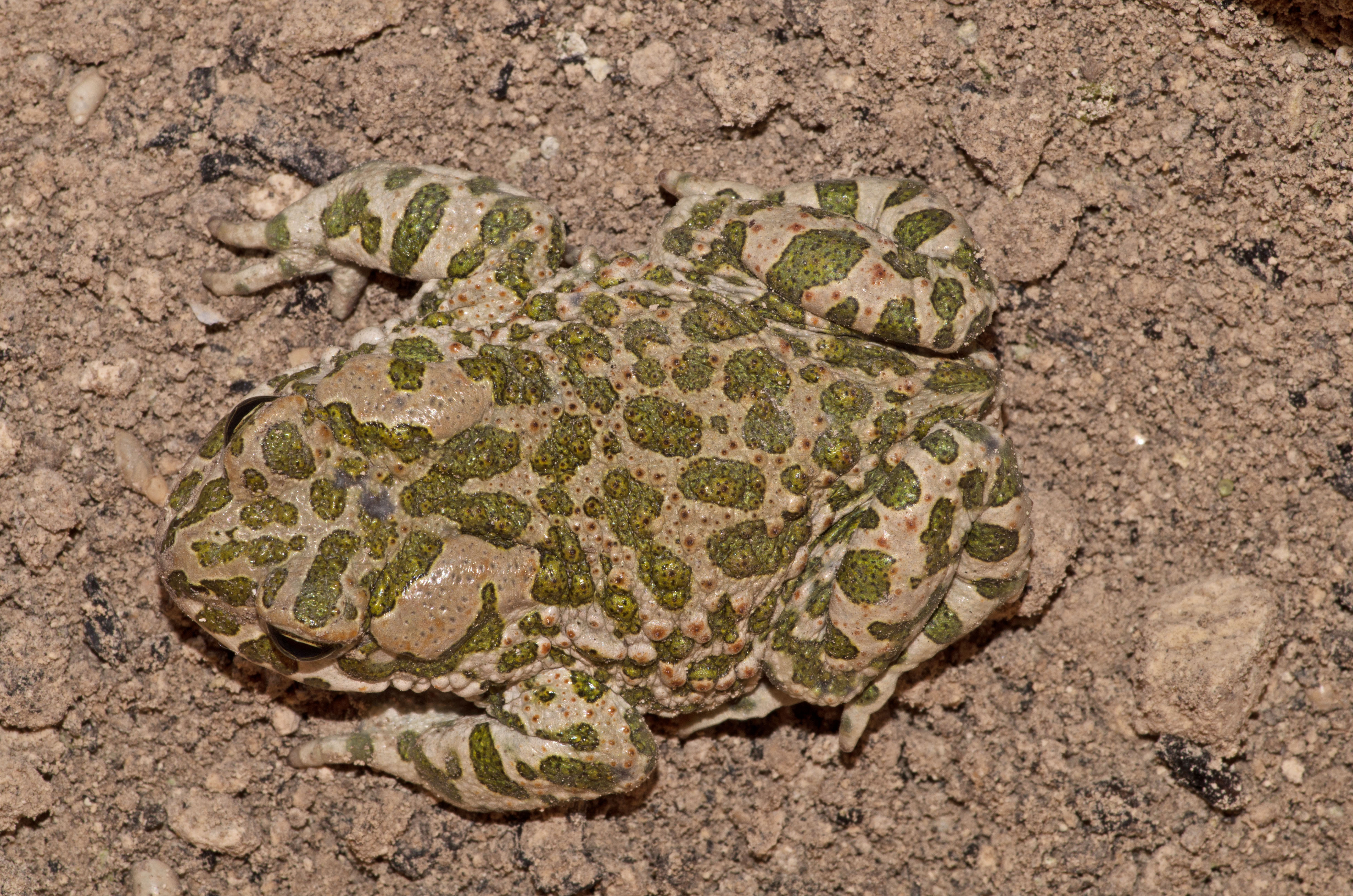 <i>Bufotes viridis viridis</i>; European Green Toad