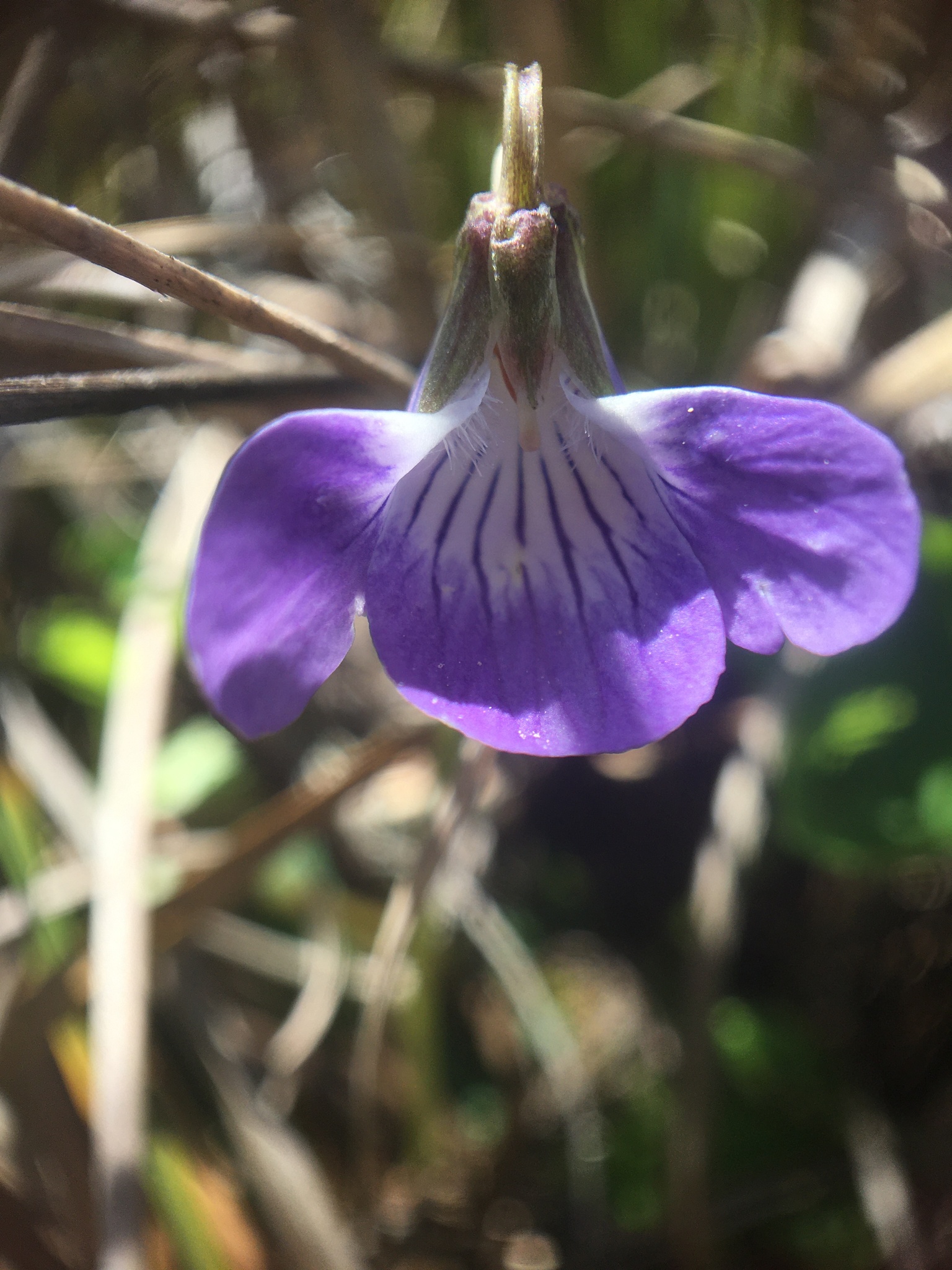 <i>Viola langsdorffii</i>; Alaska Violet