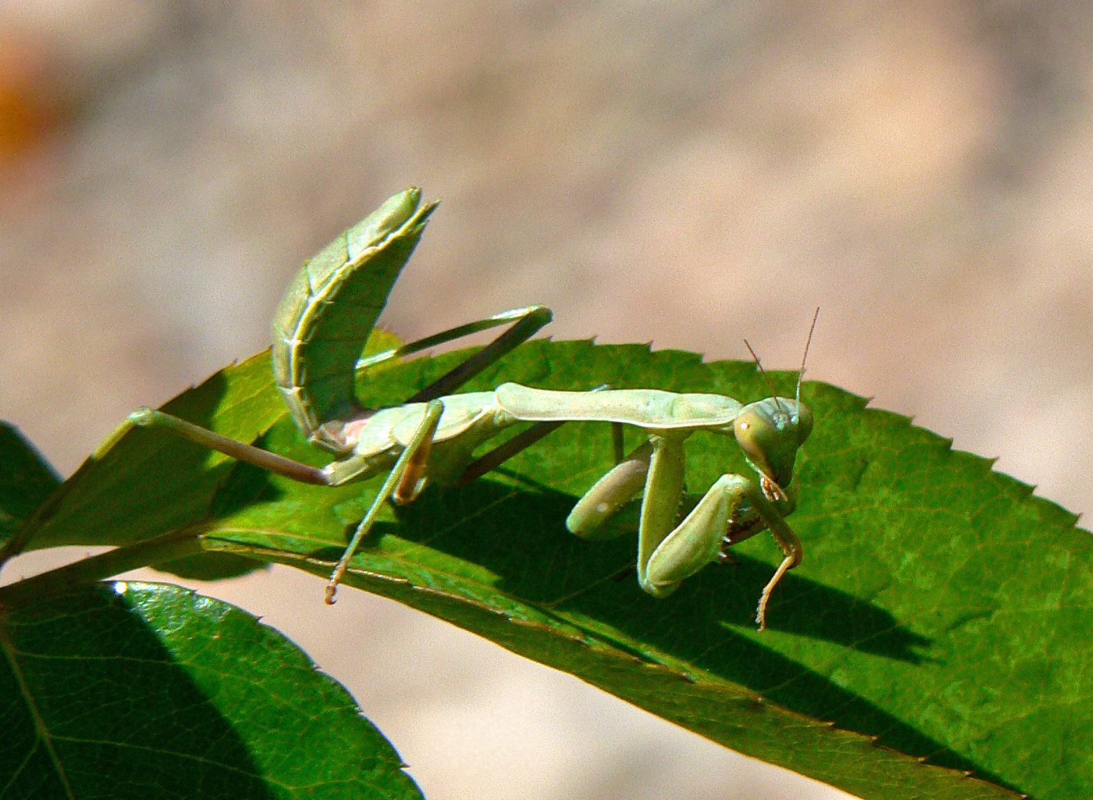 Family Mantidae; Mantis