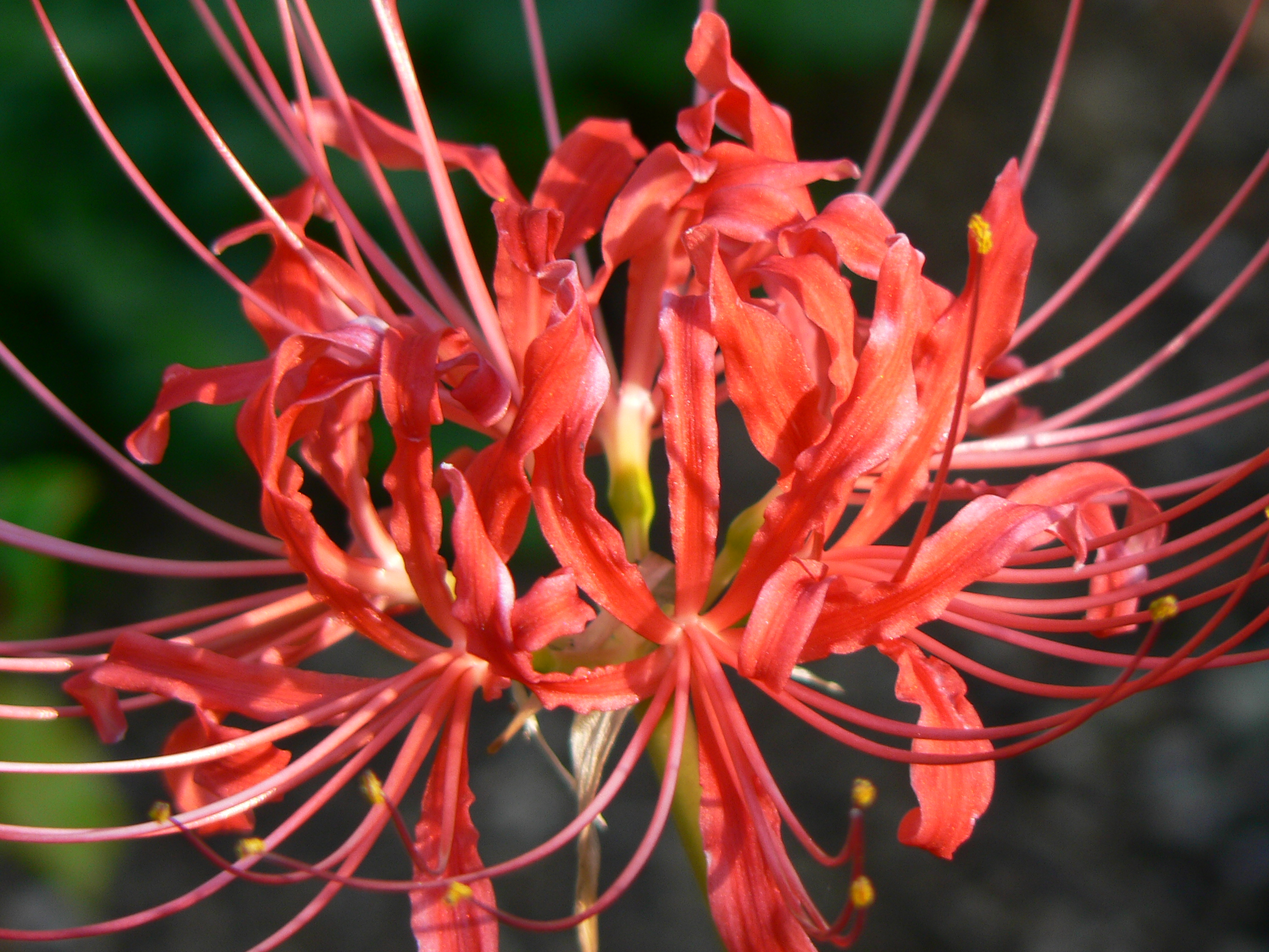 <i>Lycoris radiata</i>; Red Spider Lily