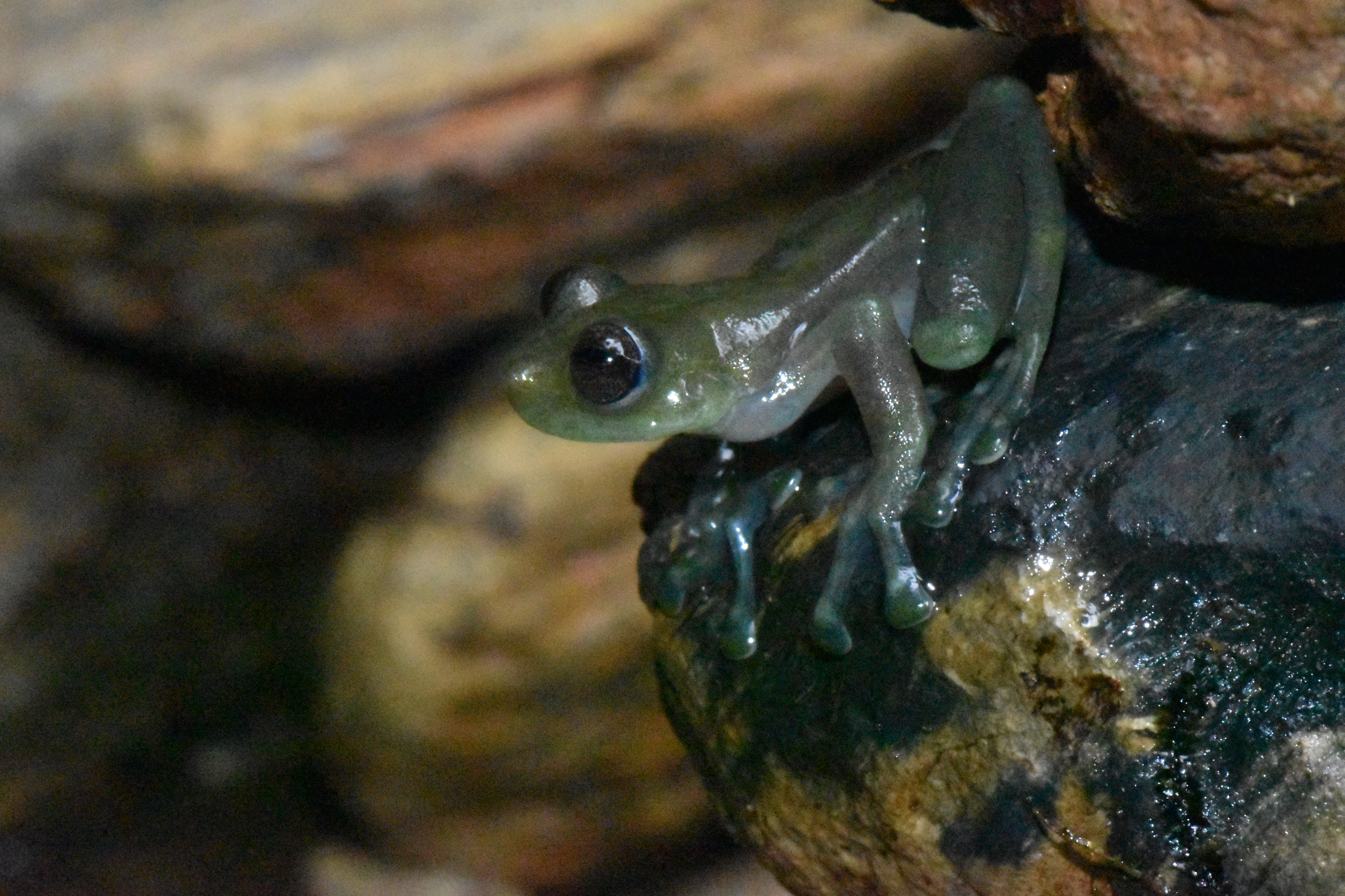 <i>Sachatamia orejuela</i>; Orejuela's Glassfrog