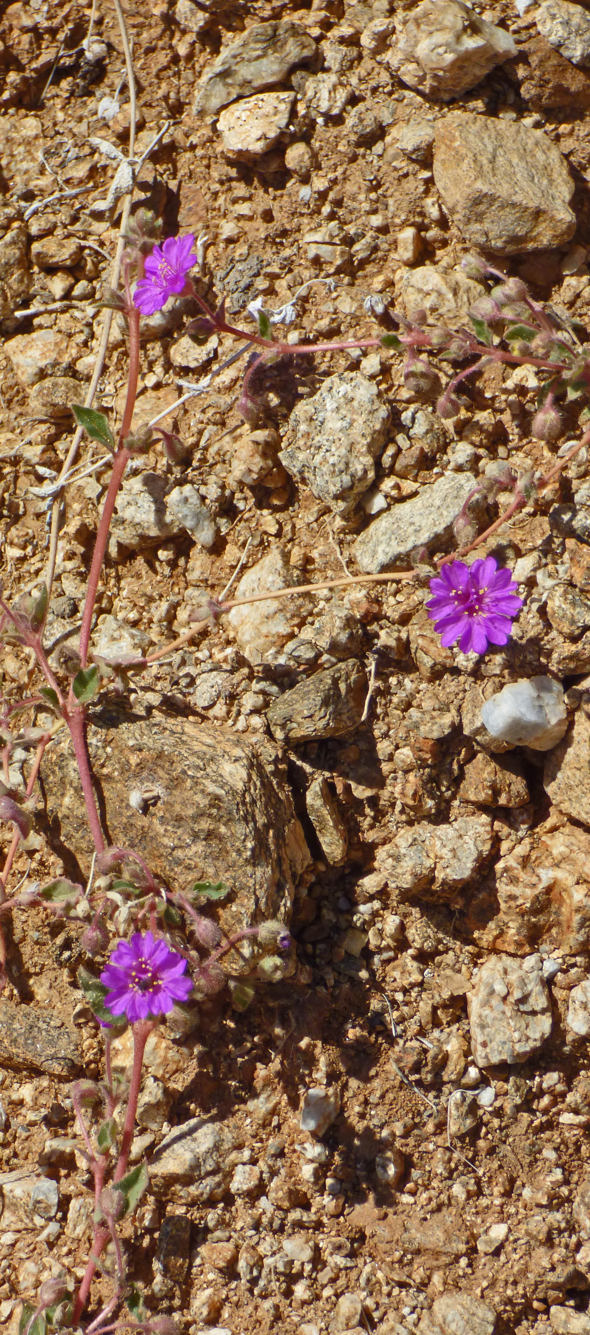 <i>Allionia incarnata</i>; Sundial