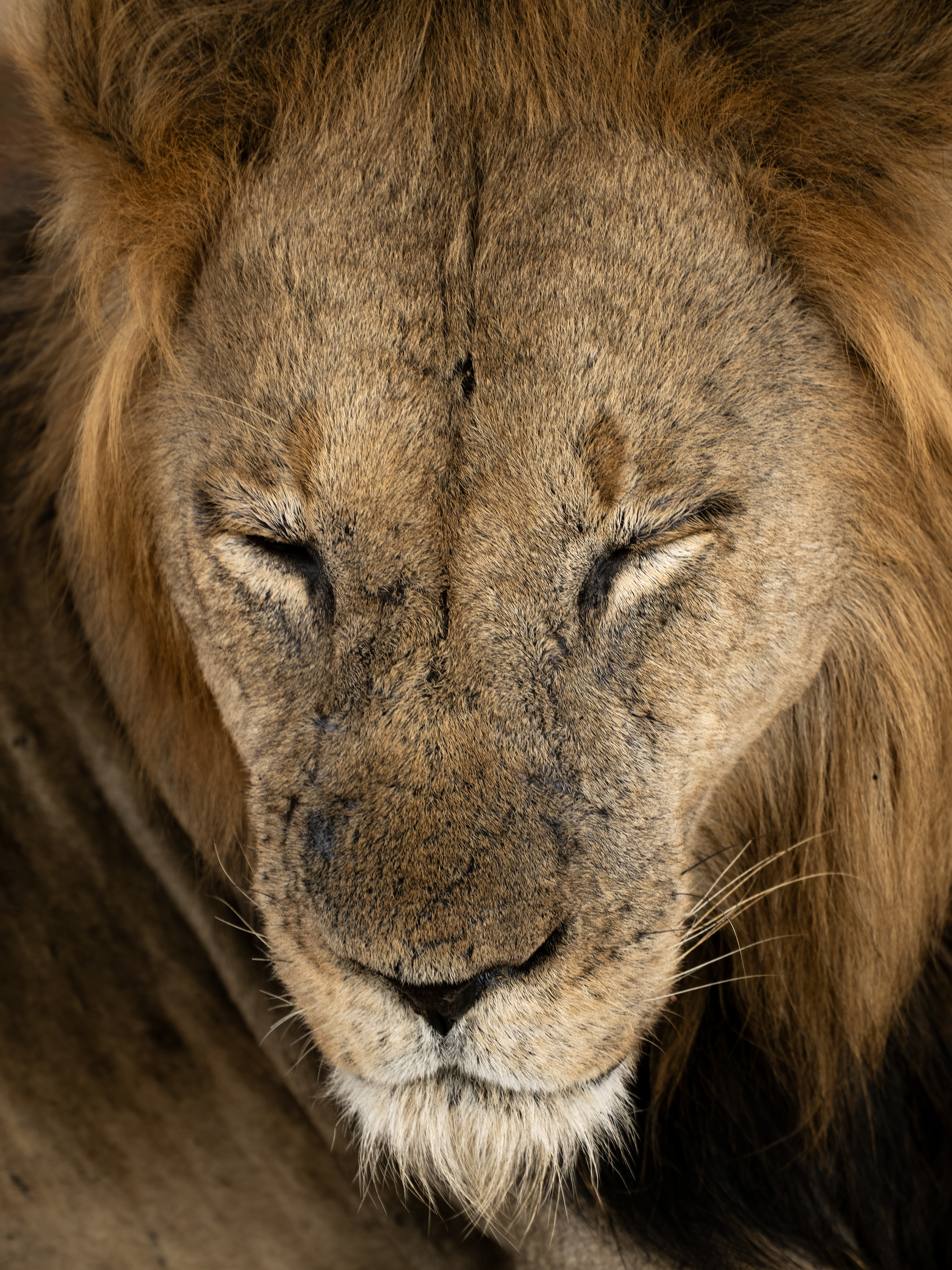 <i>Panthera leo</i>; Lion