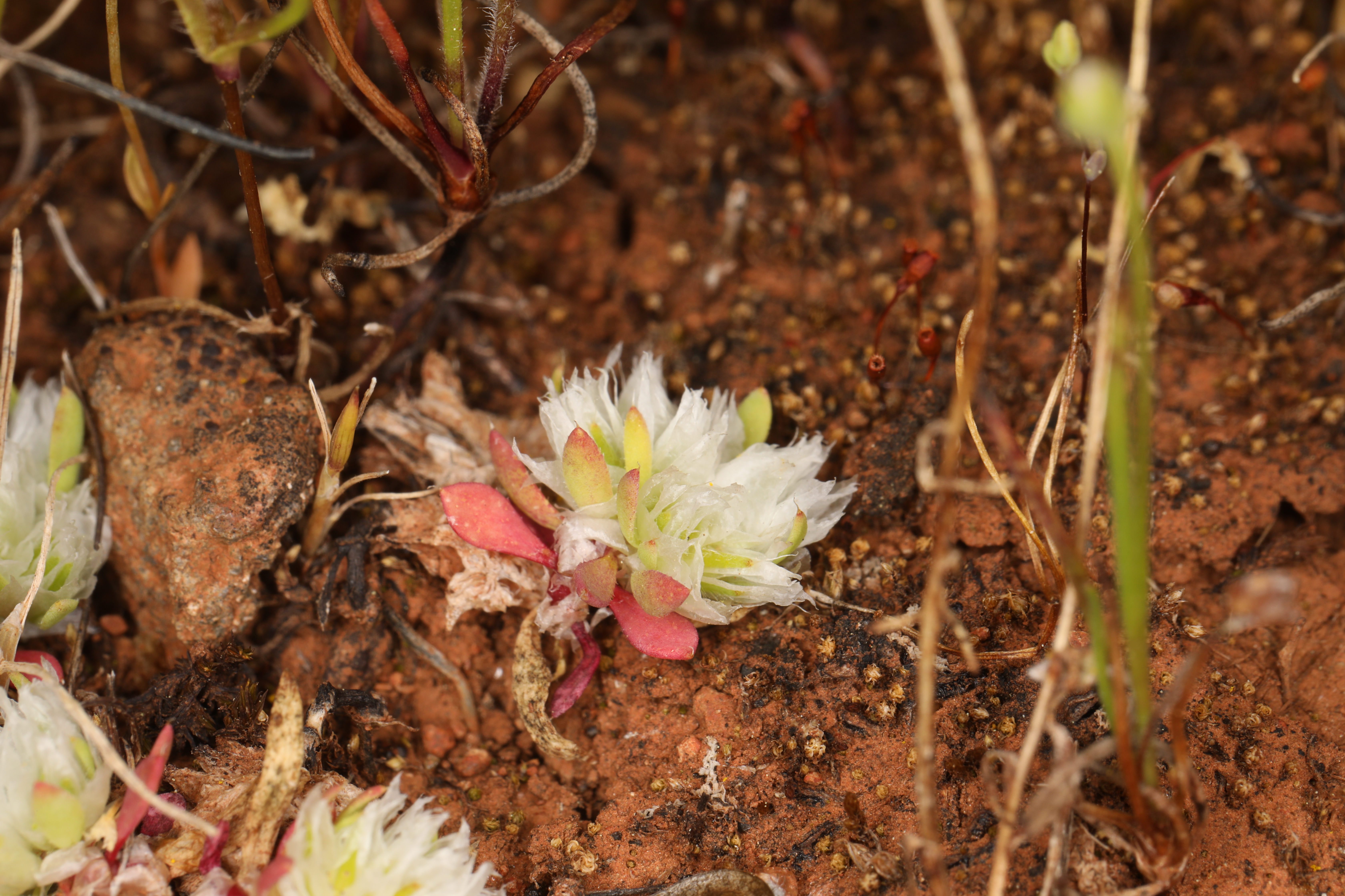 <i>Paronychia ahartii</i>