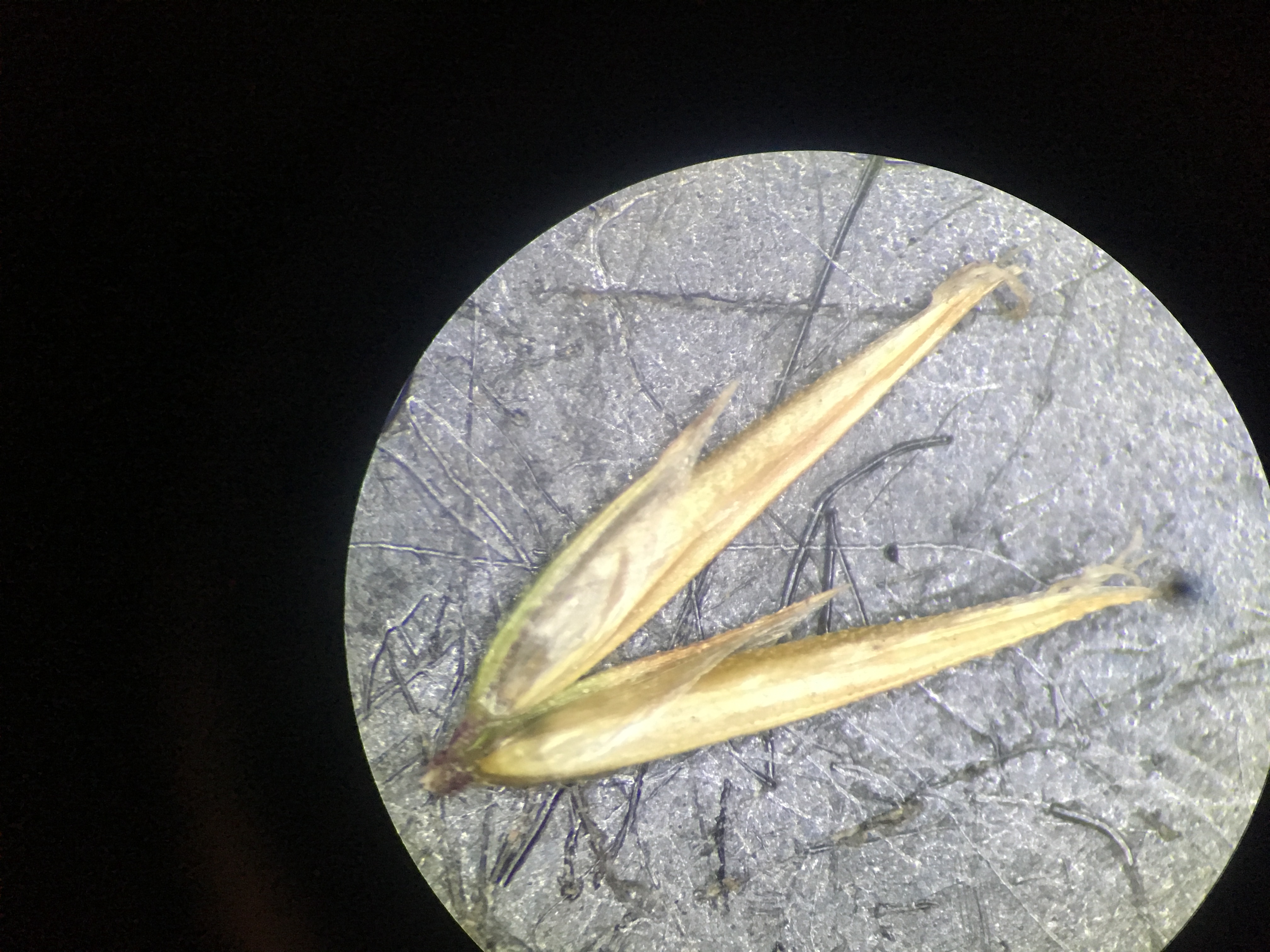 <i>Anthoxanthum odoratum</i>; Sweet Vernal Grass