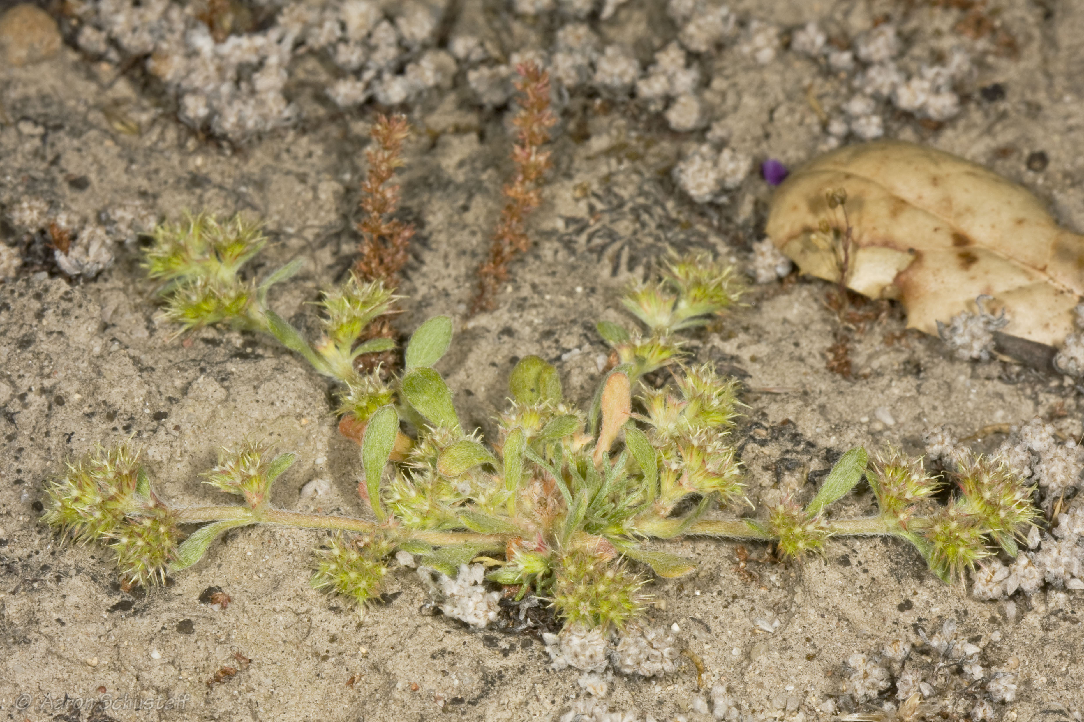 <i>Chorizanthe minutiflora</i>; Fort Ord Spineflower