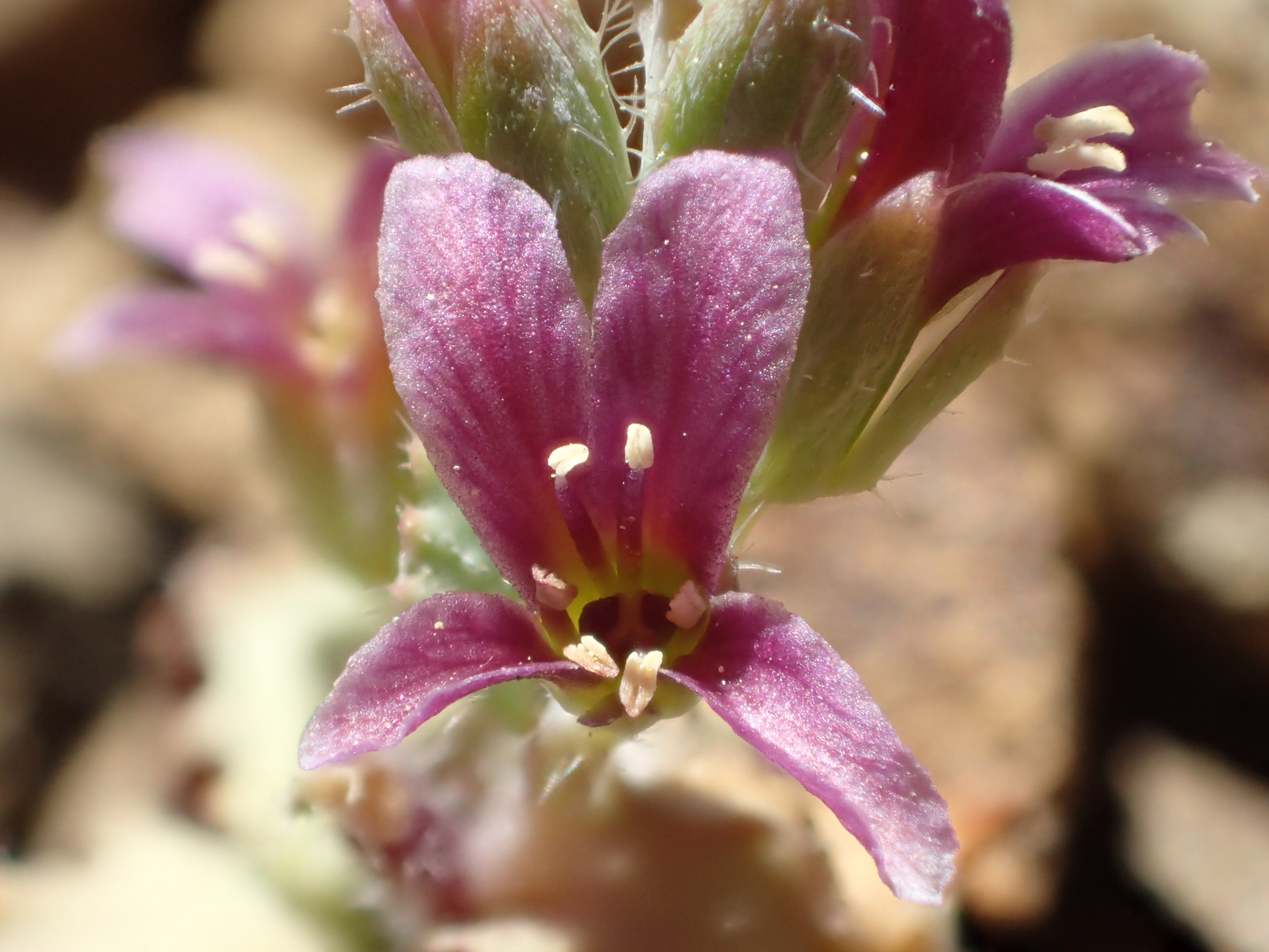 <i>Streptanthus callistus</i>; Mt. Hamilton Jewelflower