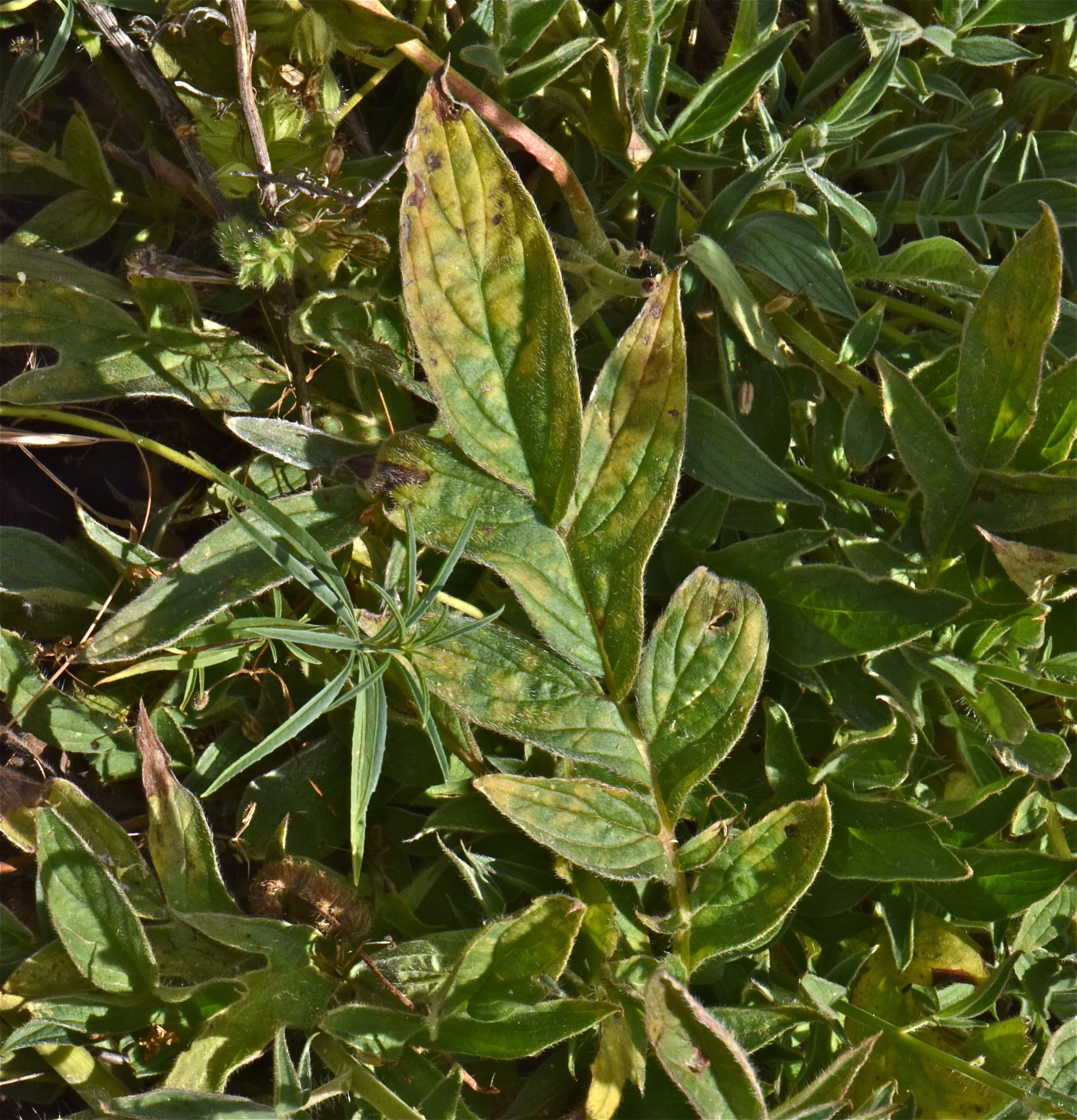 <i>Phacelia imbricata ssp. imbricata</i>