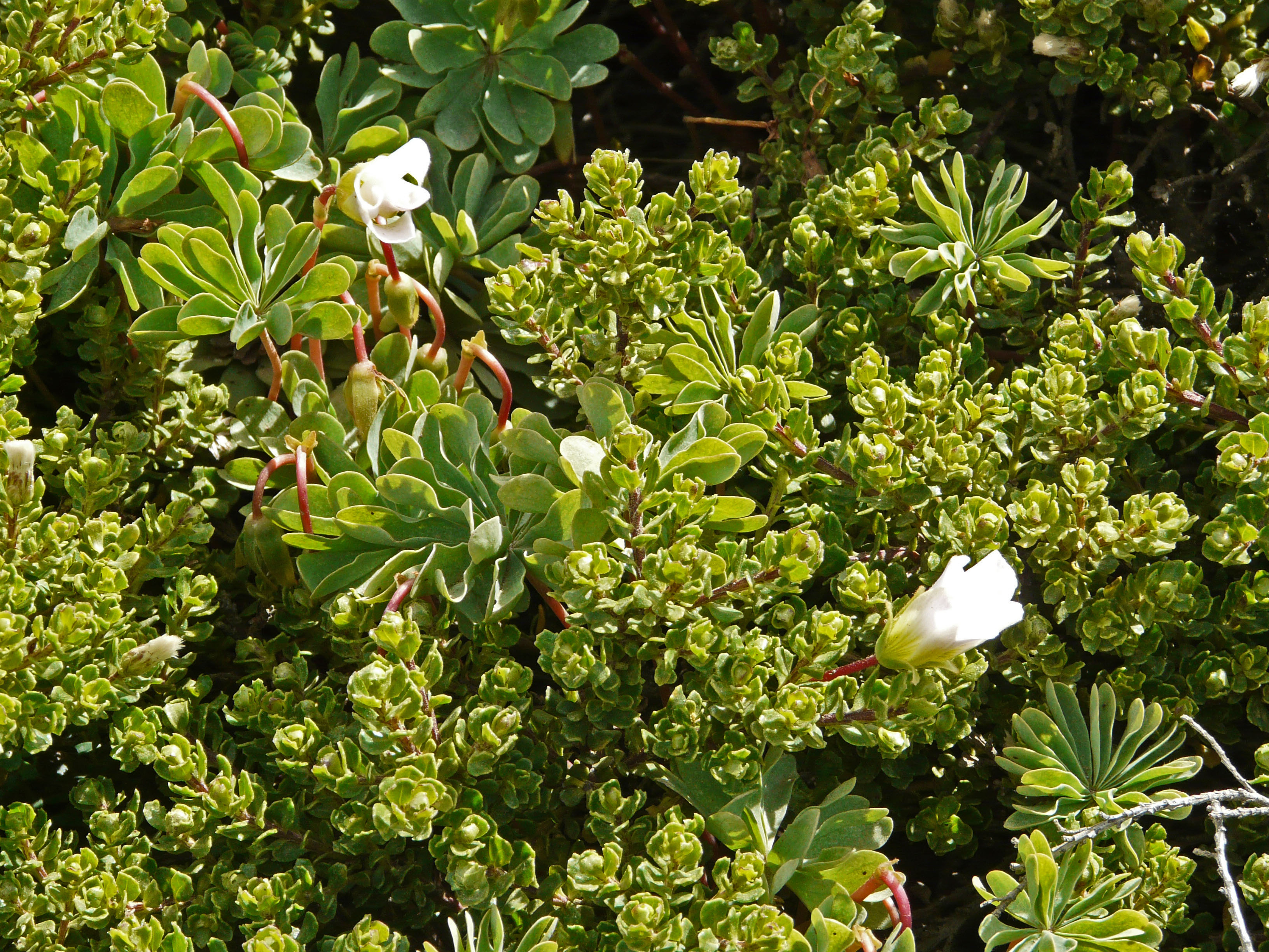 <i>Oxalis enneaphylla</i>; Scurvy Grass