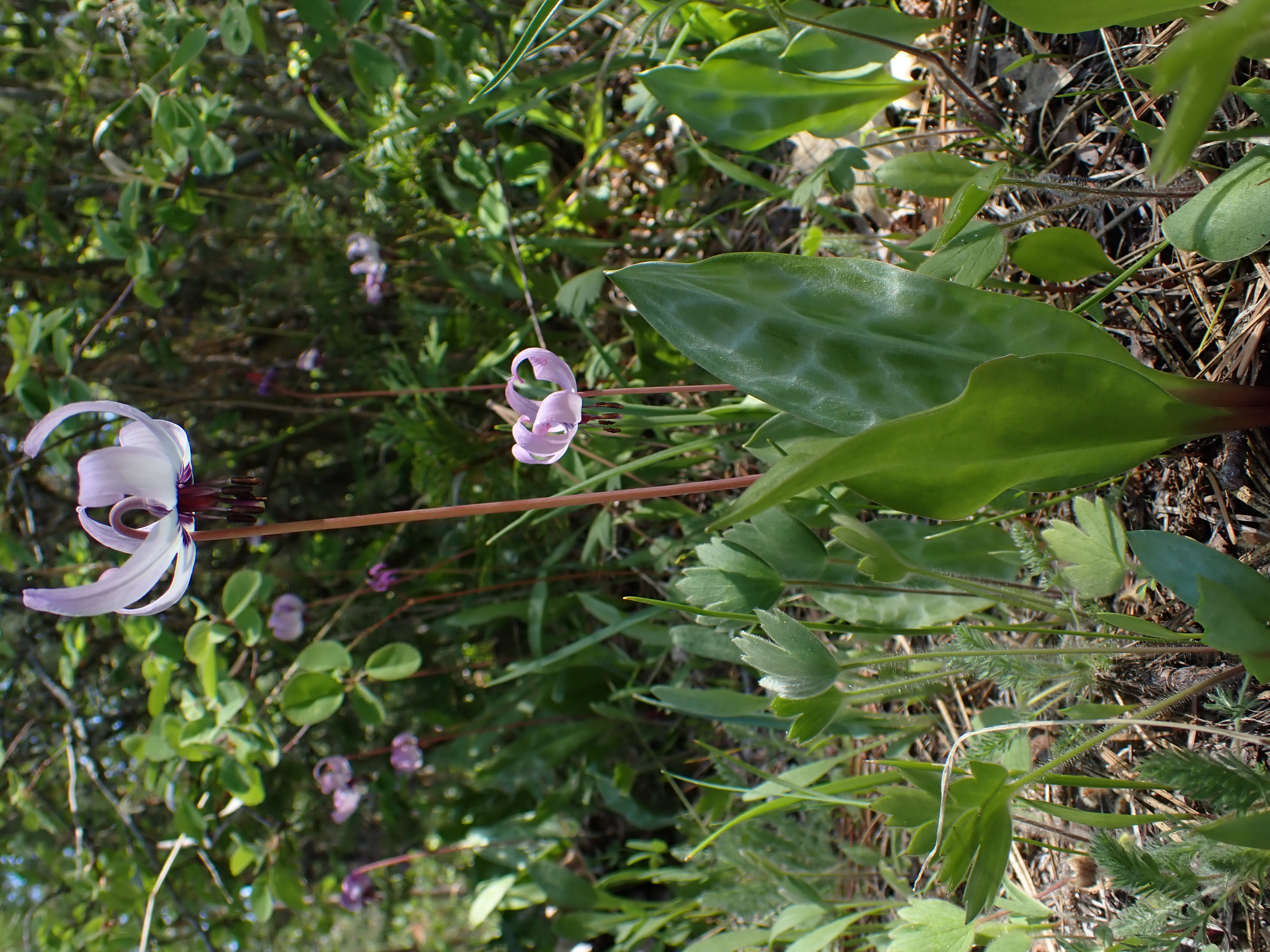<i>Erythronium hendersonii</i>; Henderson's Fawn Lily