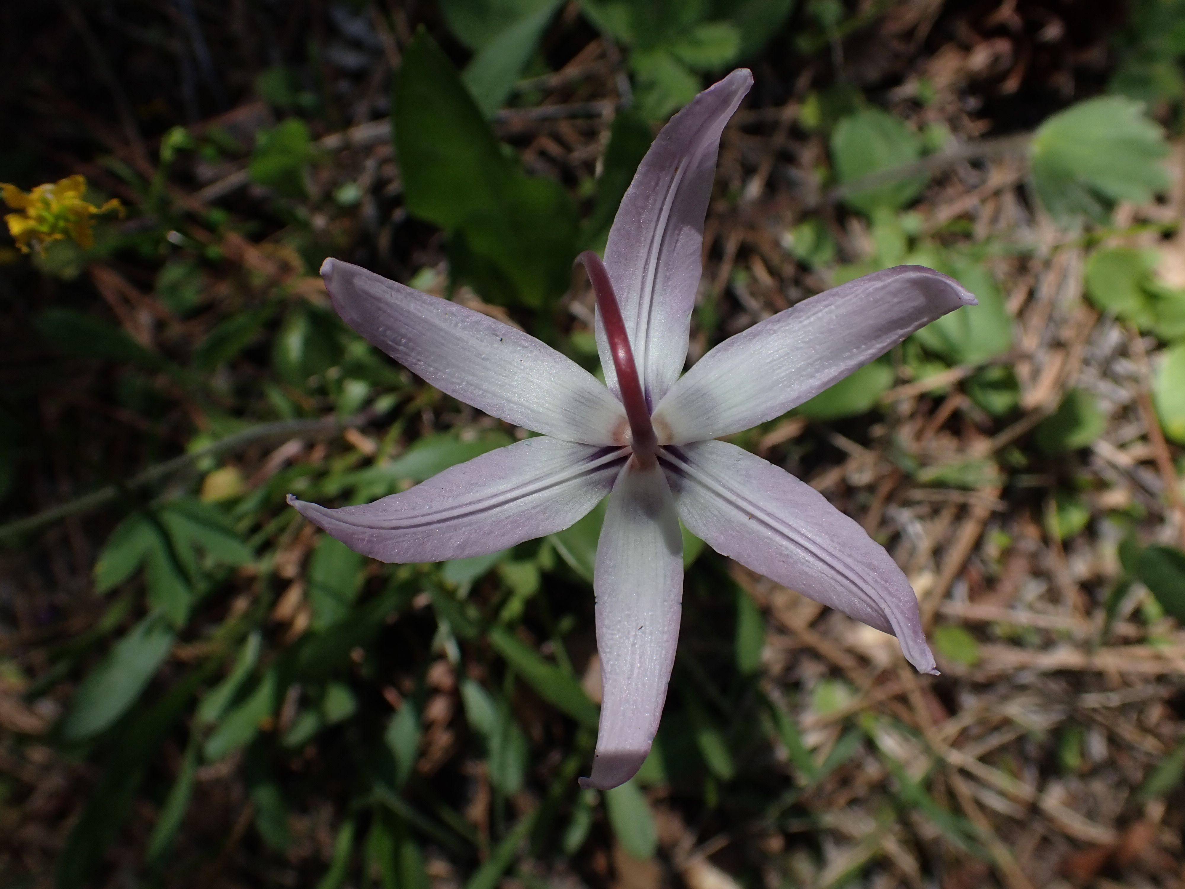 <i>Erythronium hendersonii</i>; Henderson's Fawn Lily