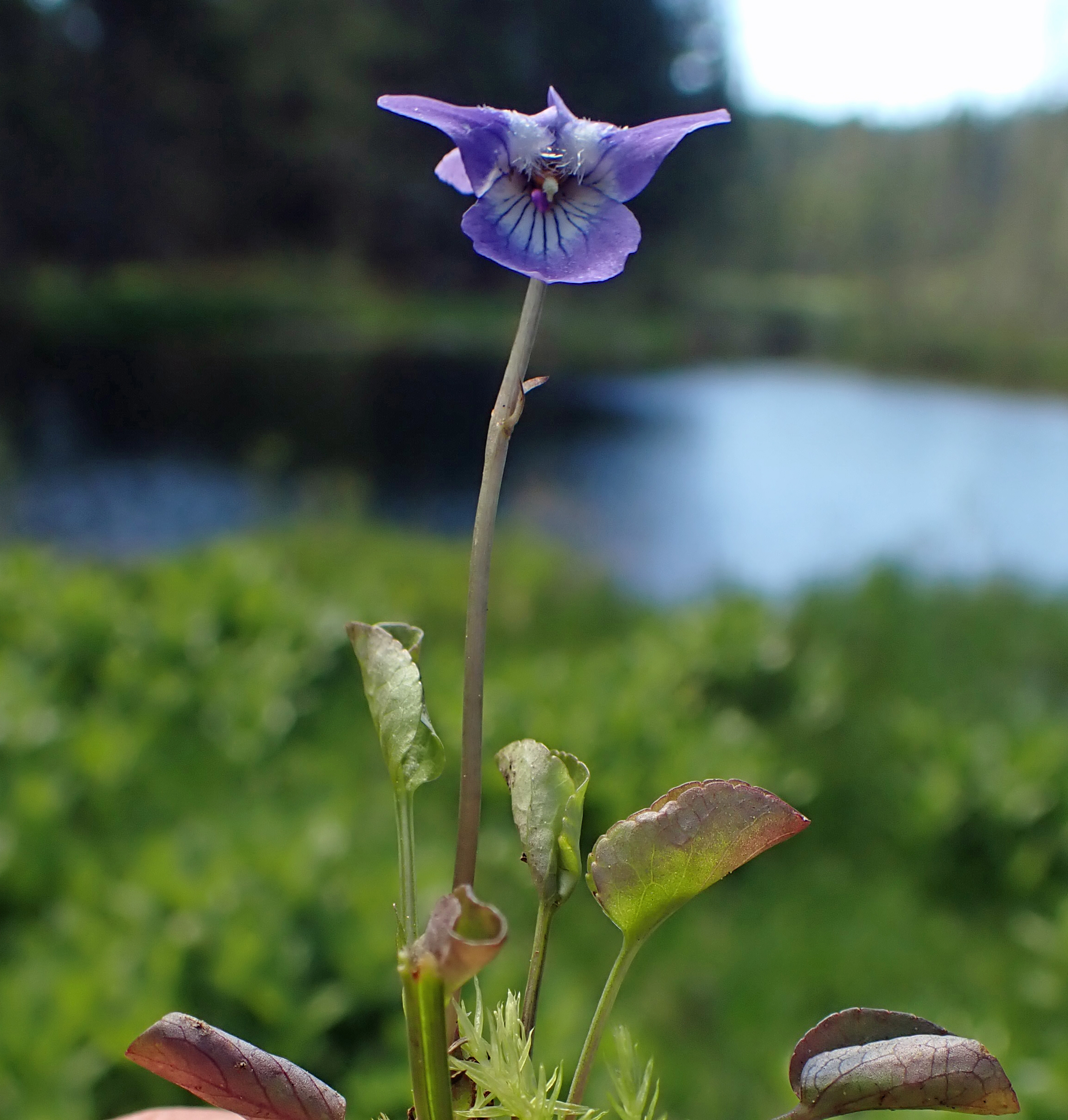 <i>Viola palustris</i>; Alpine Marsh Violet