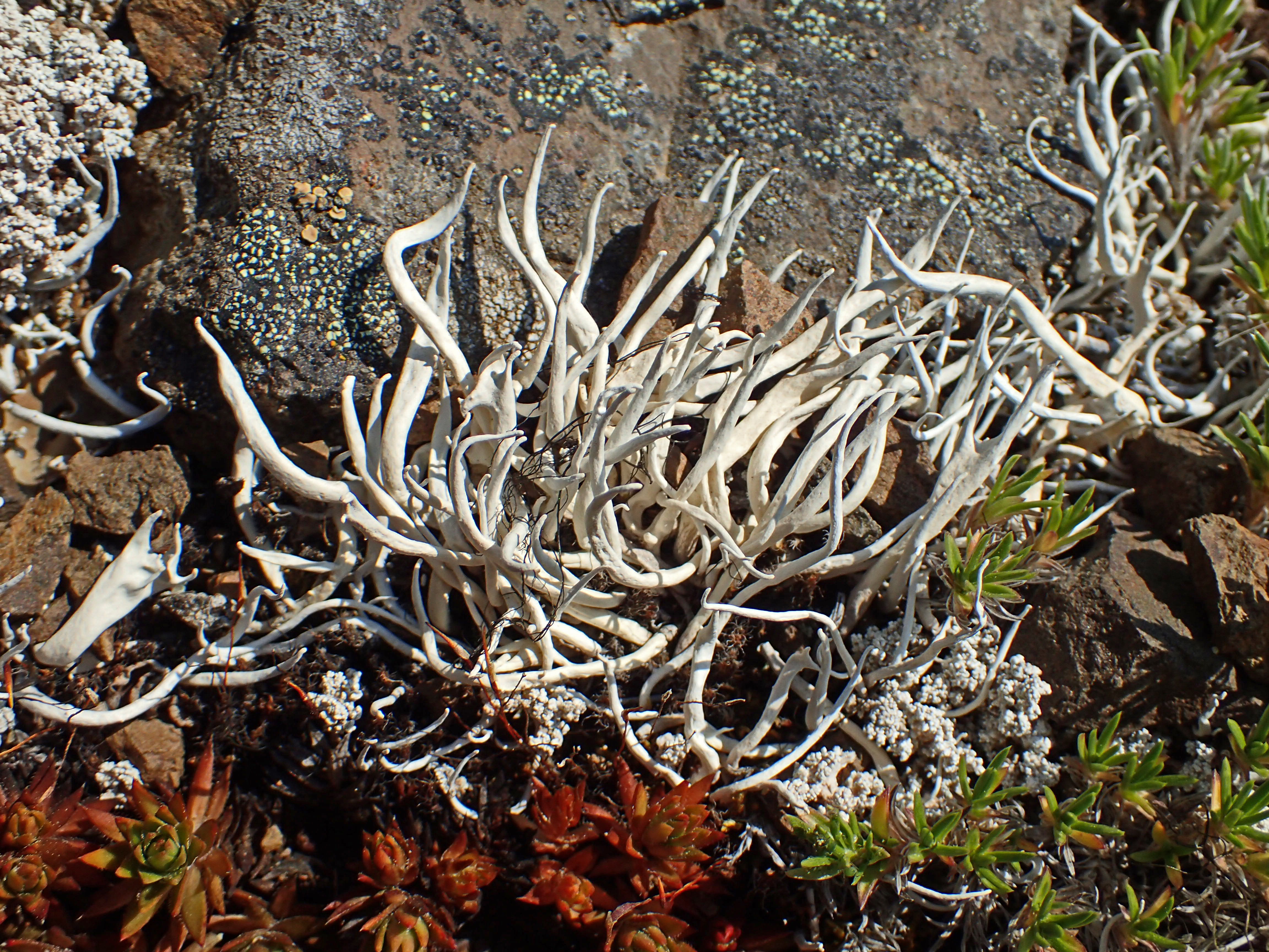 <i>Thamnolia vermicularis</i>; Whiteworm Lichen