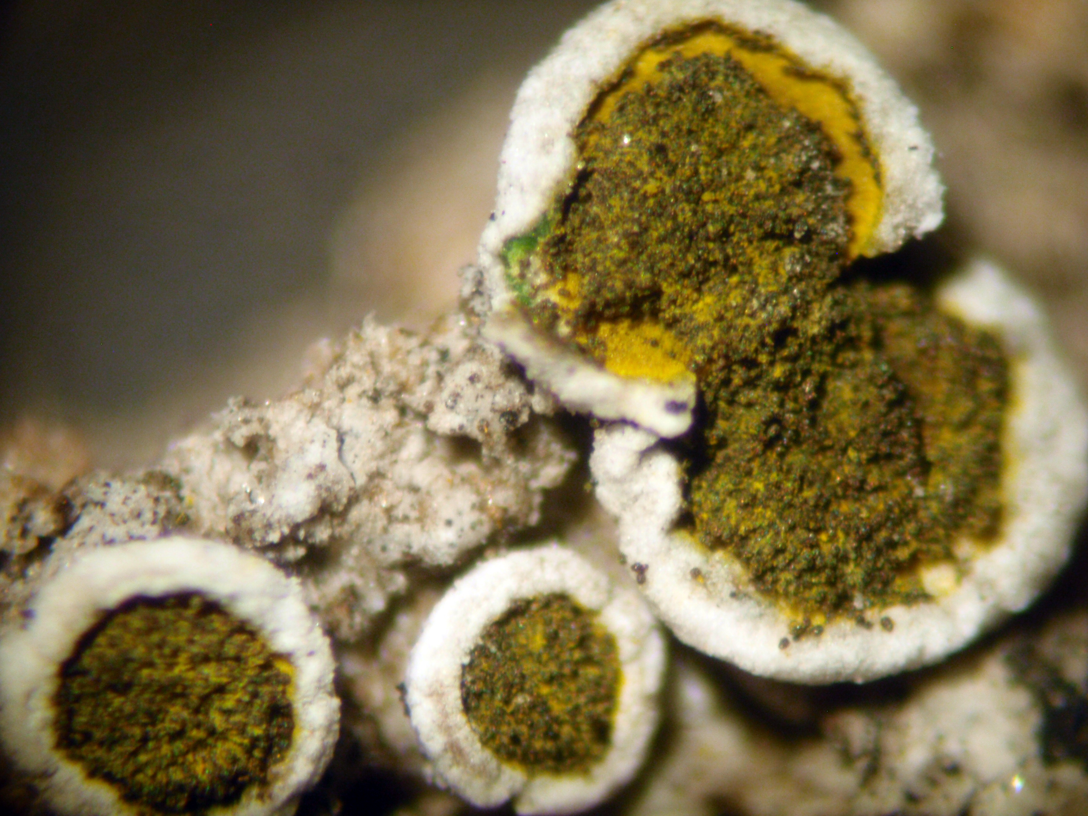 <i>Texosporium sancti-jacobi</i>; Woven-spored Lichen